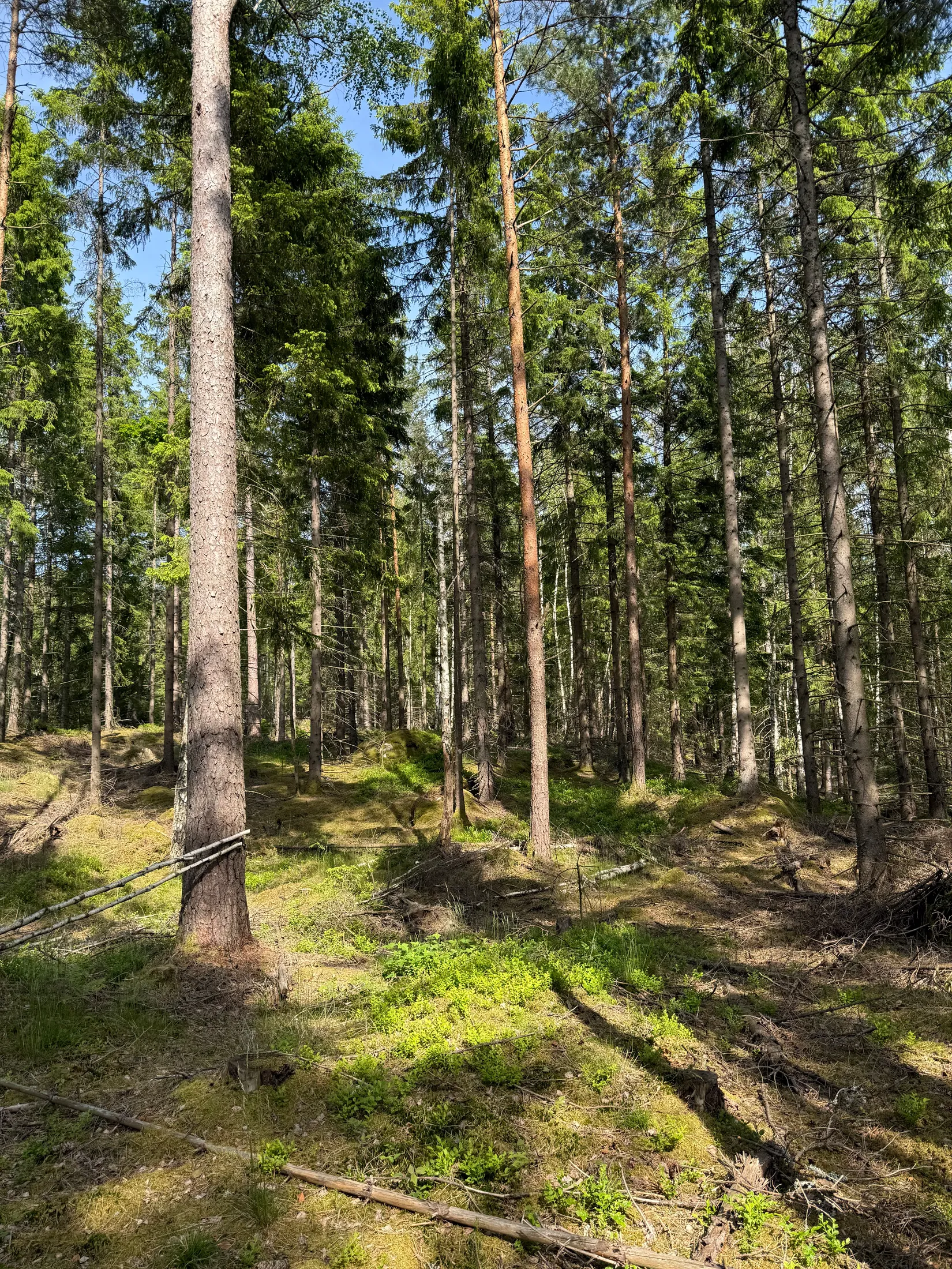 Gård/Skog, Bergagårdsvägen 22, Alingsås