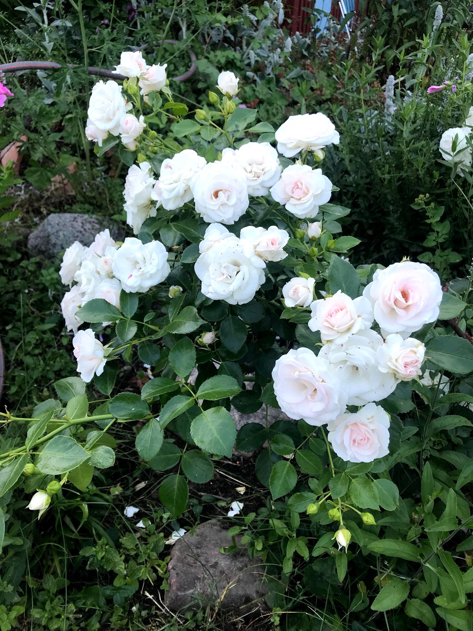 Fritidshus, Nybyggarvägen 10, Hjortens odling/Malma, Värmdö