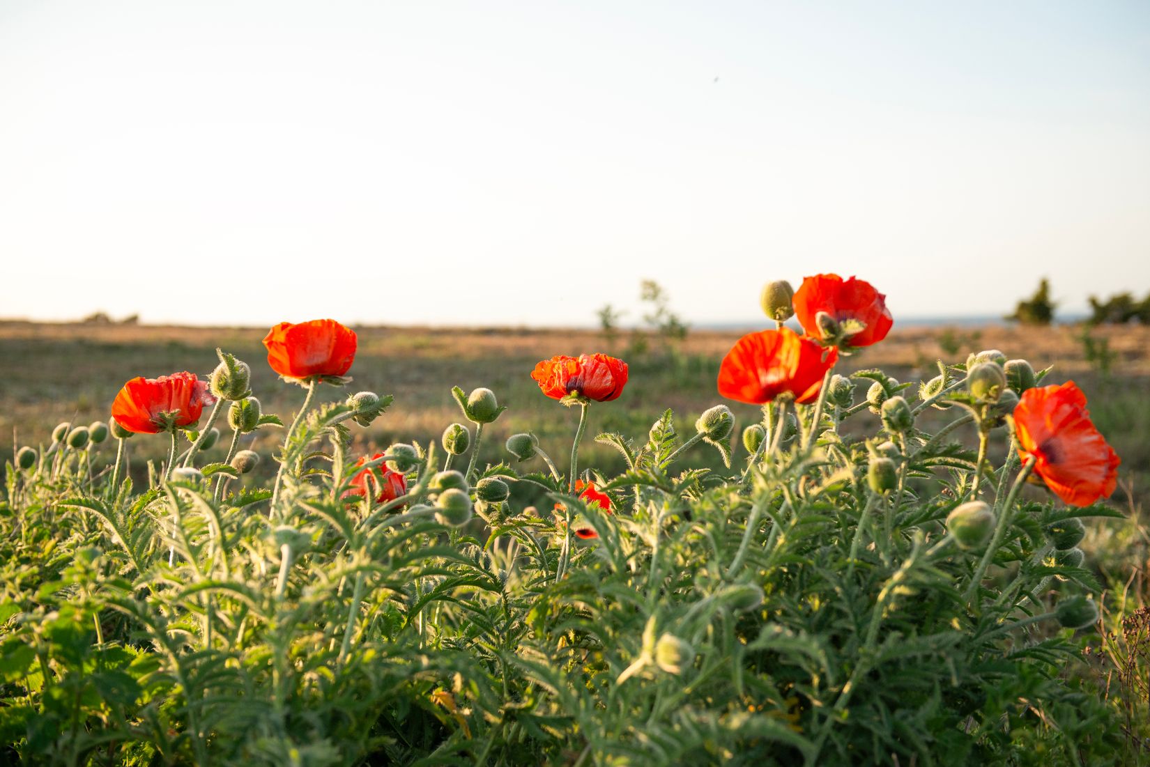 Villa, Hall Medebys 719, Hall, Gotland