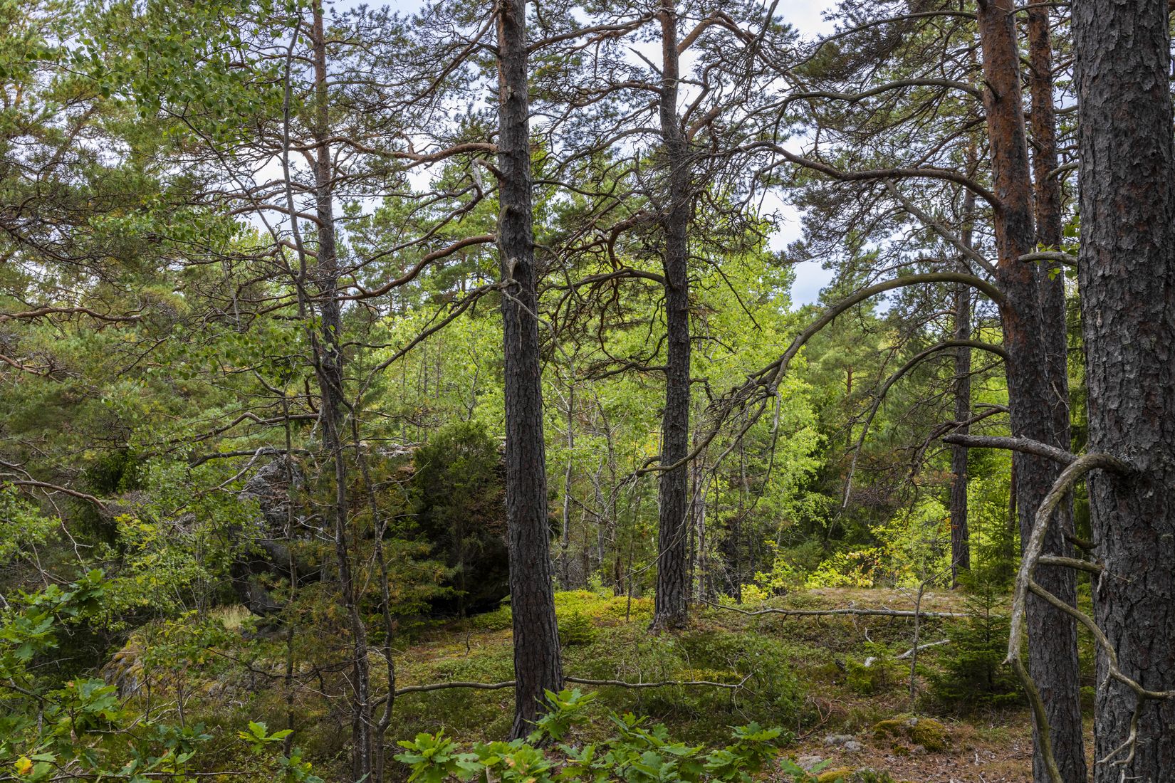 Tomt, Lämbonäsvägen 67A, Hölö, Södertälje