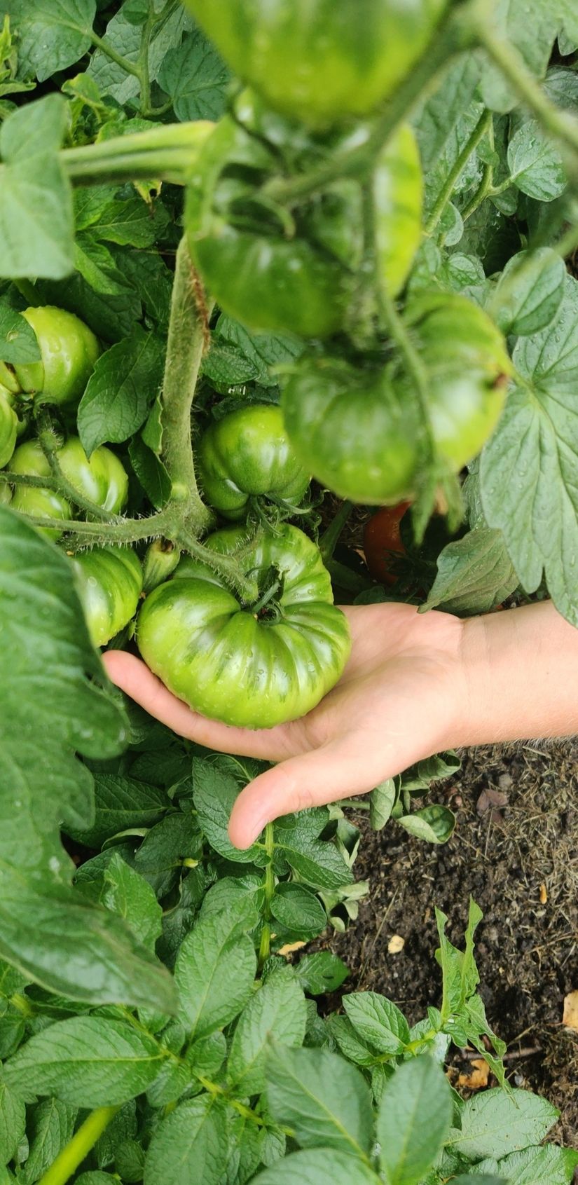 Villa, Tallkobbsvägen 4, Värmdö Evlinge, Värmdö