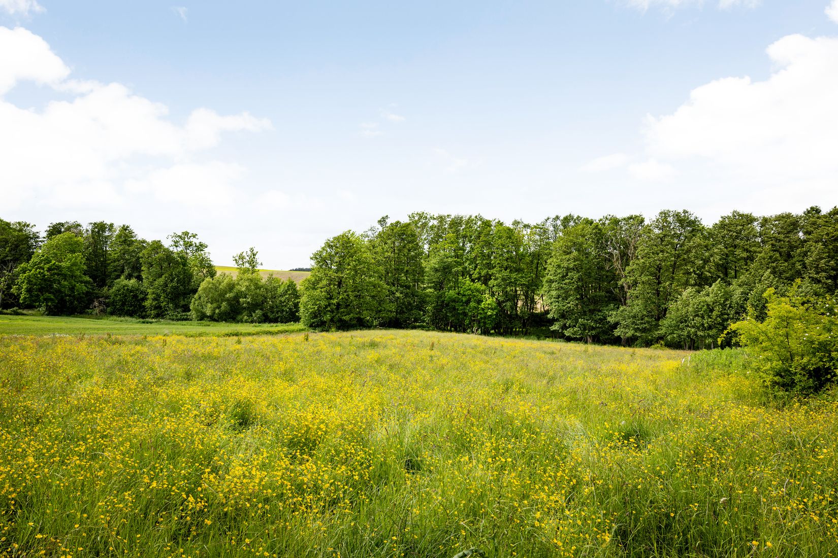 Gård/Skog, Hjälmarödsvägen 20, Hjälmaröd, Simrishamn