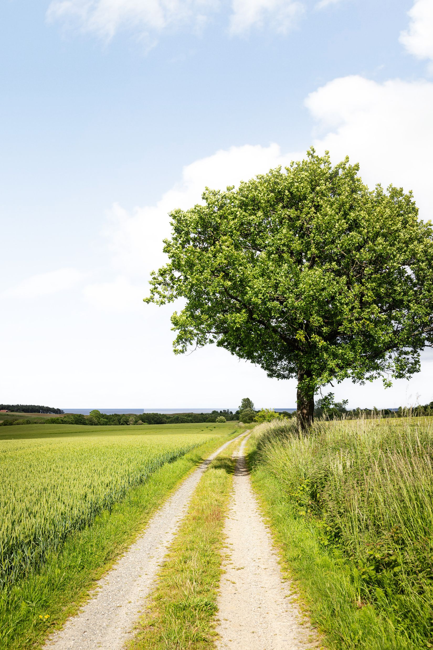 Gård/Skog, Hjälmarödsvägen 20, Hjälmaröd, Simrishamn