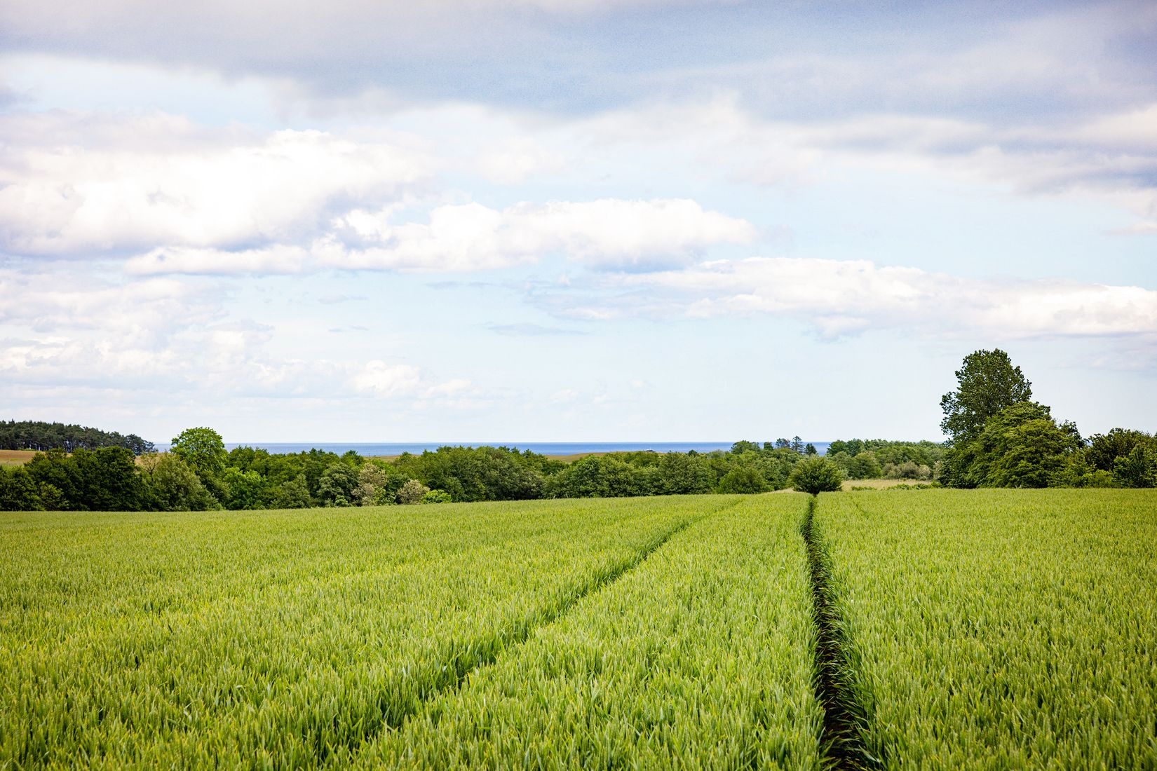 Gård/Skog, Hjälmarödsvägen 20, Hjälmaröd, Simrishamn