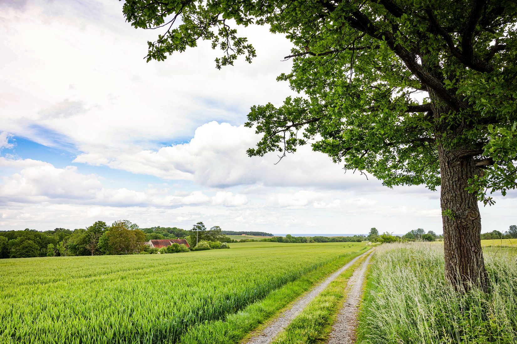 Gård/Skog, Hjälmarödsvägen 20, Hjälmaröd, Simrishamn