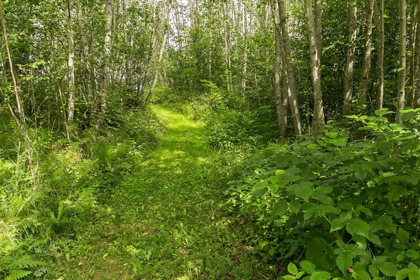 Gård/Skog, Ingelshyttan 308, Lindesberg