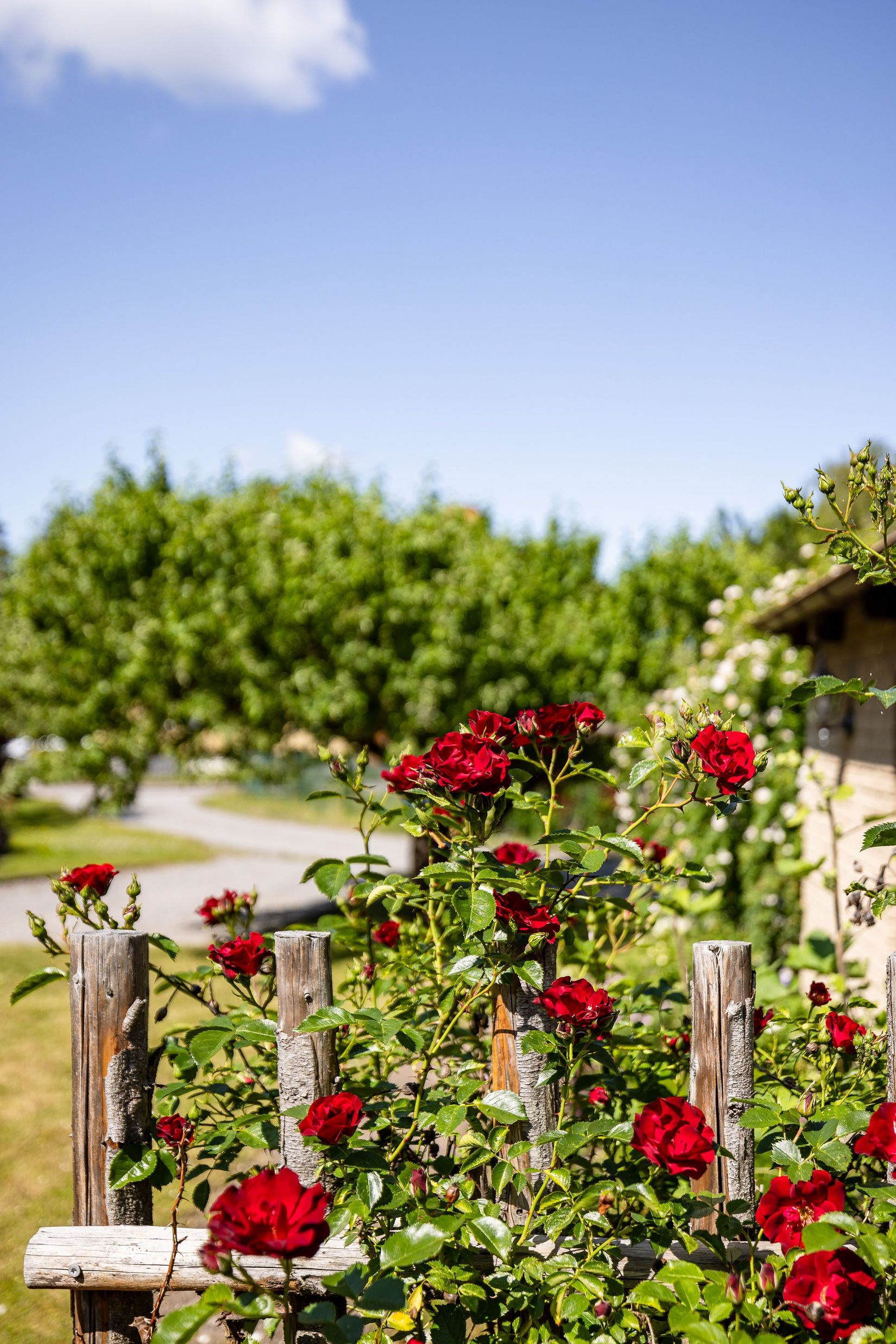 Radhus, Djurgårdsvägen 38D, Djurgården, Eskilstuna