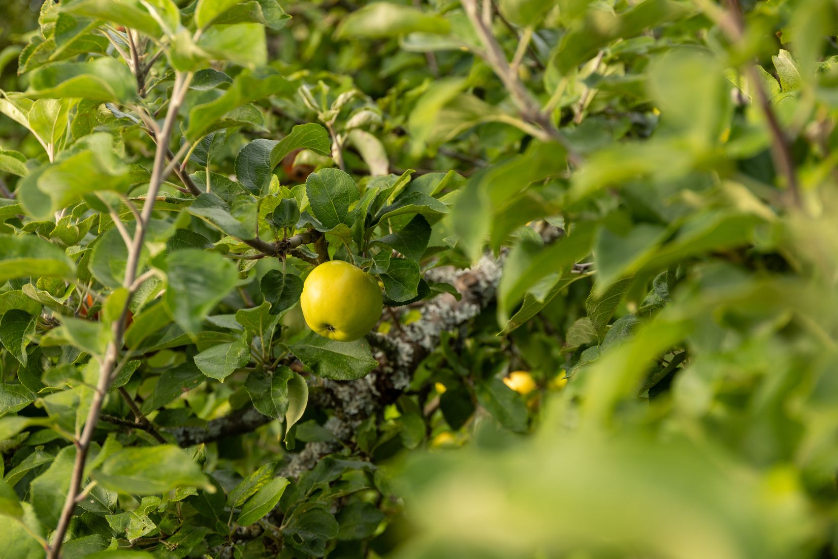 Villa, Skolhusvägen 16, Karlstad