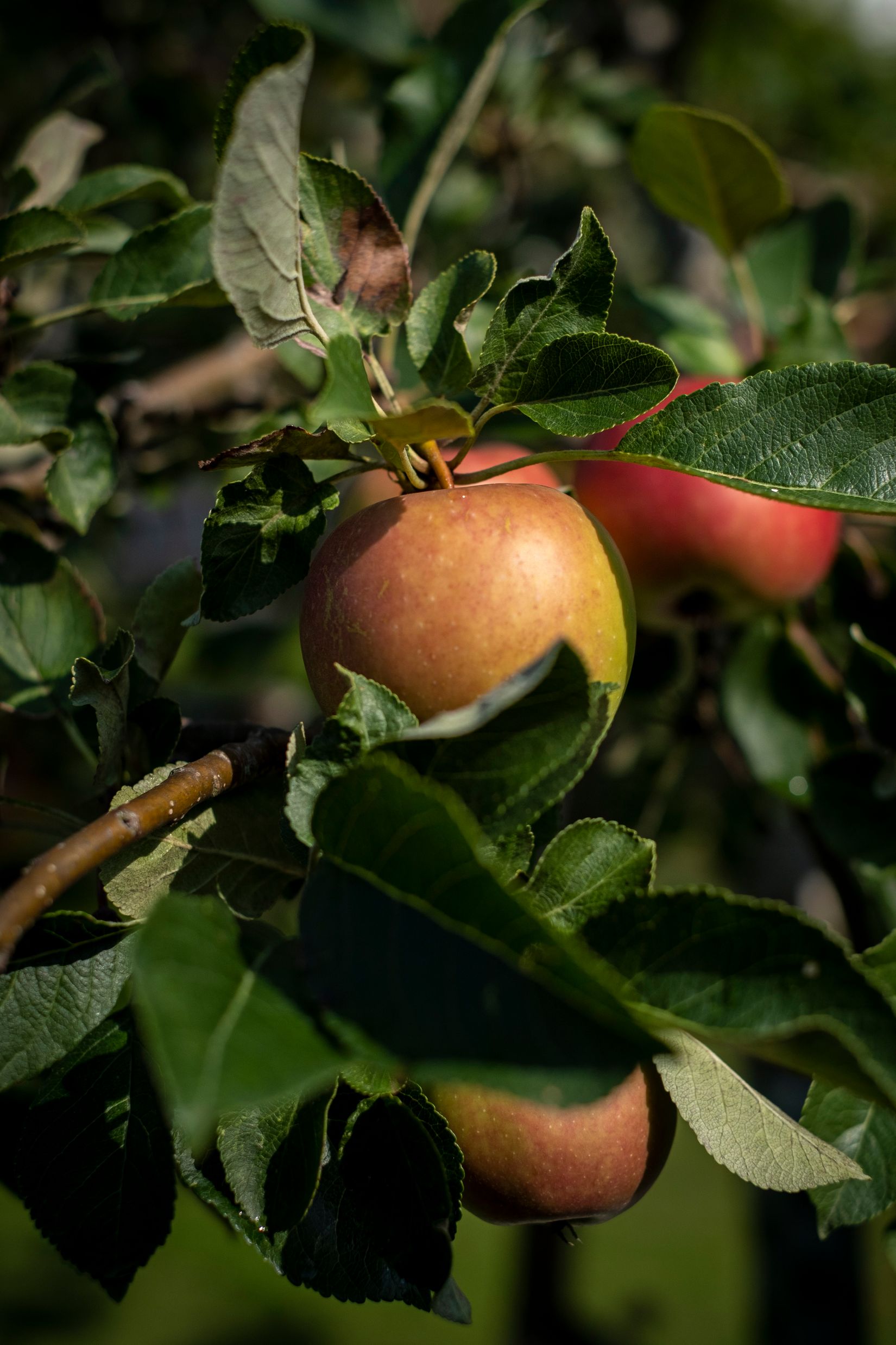 Radhus, Ardennervägen 2h, Svinninge, Österåker