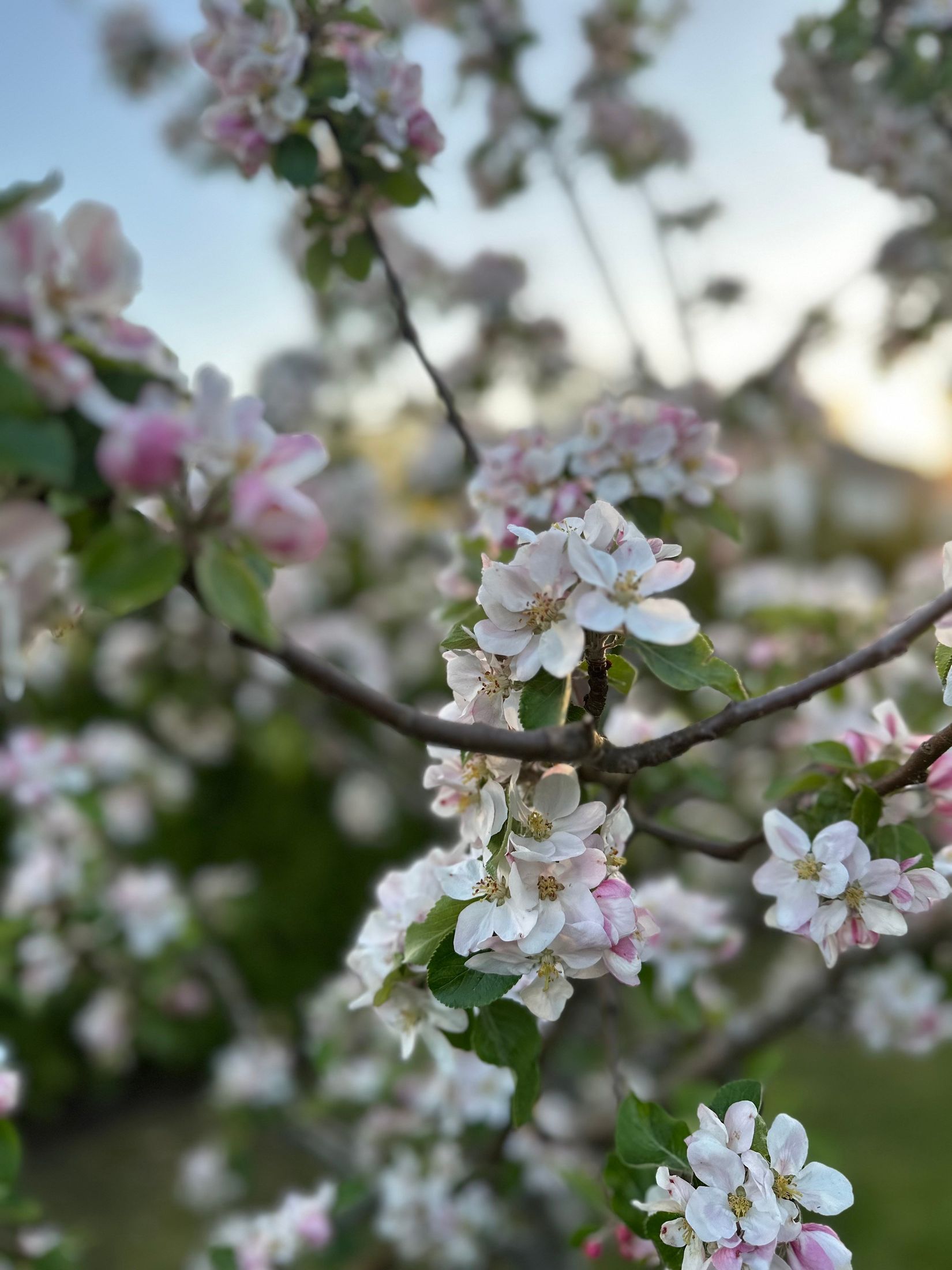 Radhus, Ardennervägen 2h, Svinninge, Österåker