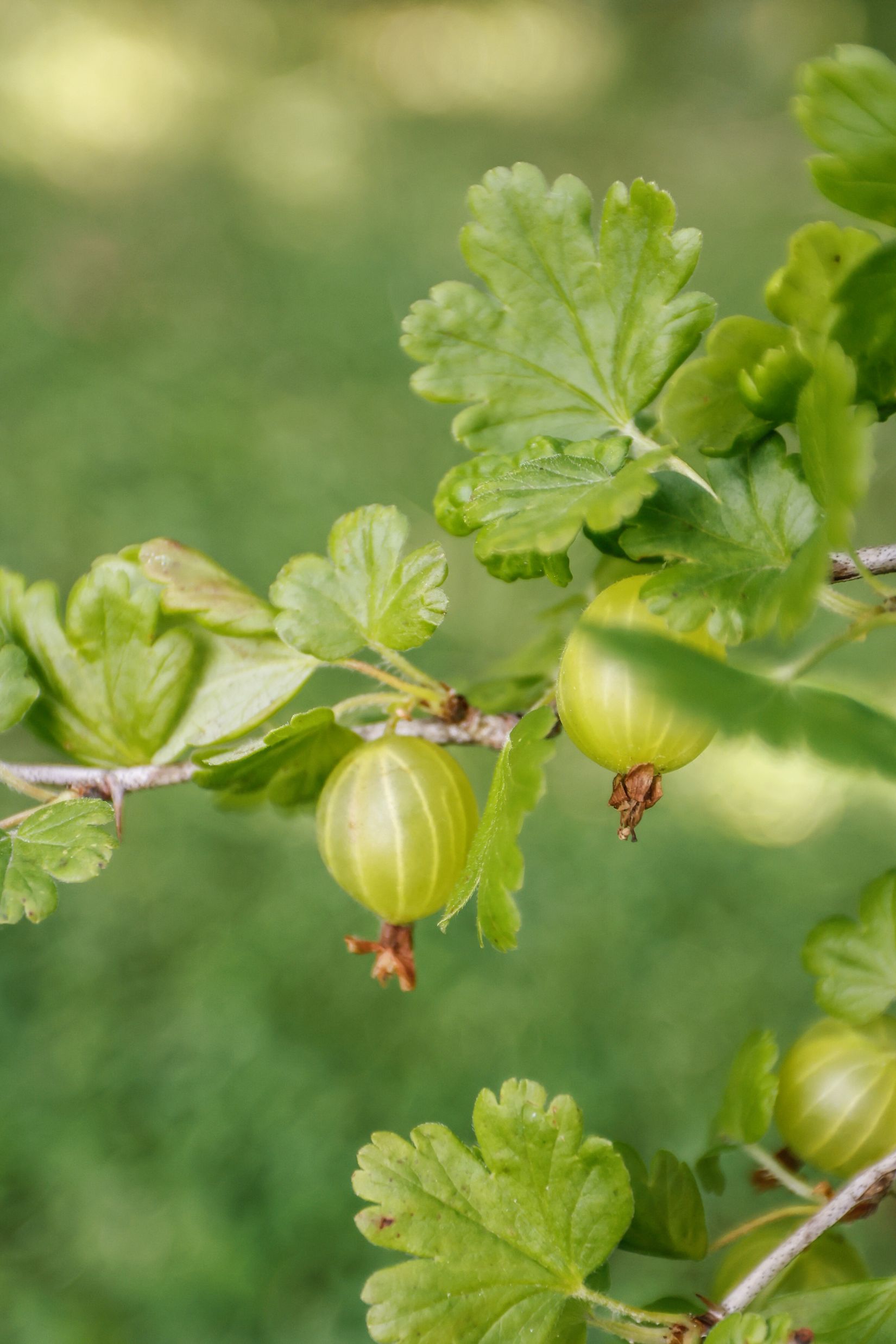 Villa, Allmogegatan 95, Nya Hjärsta, Örebro