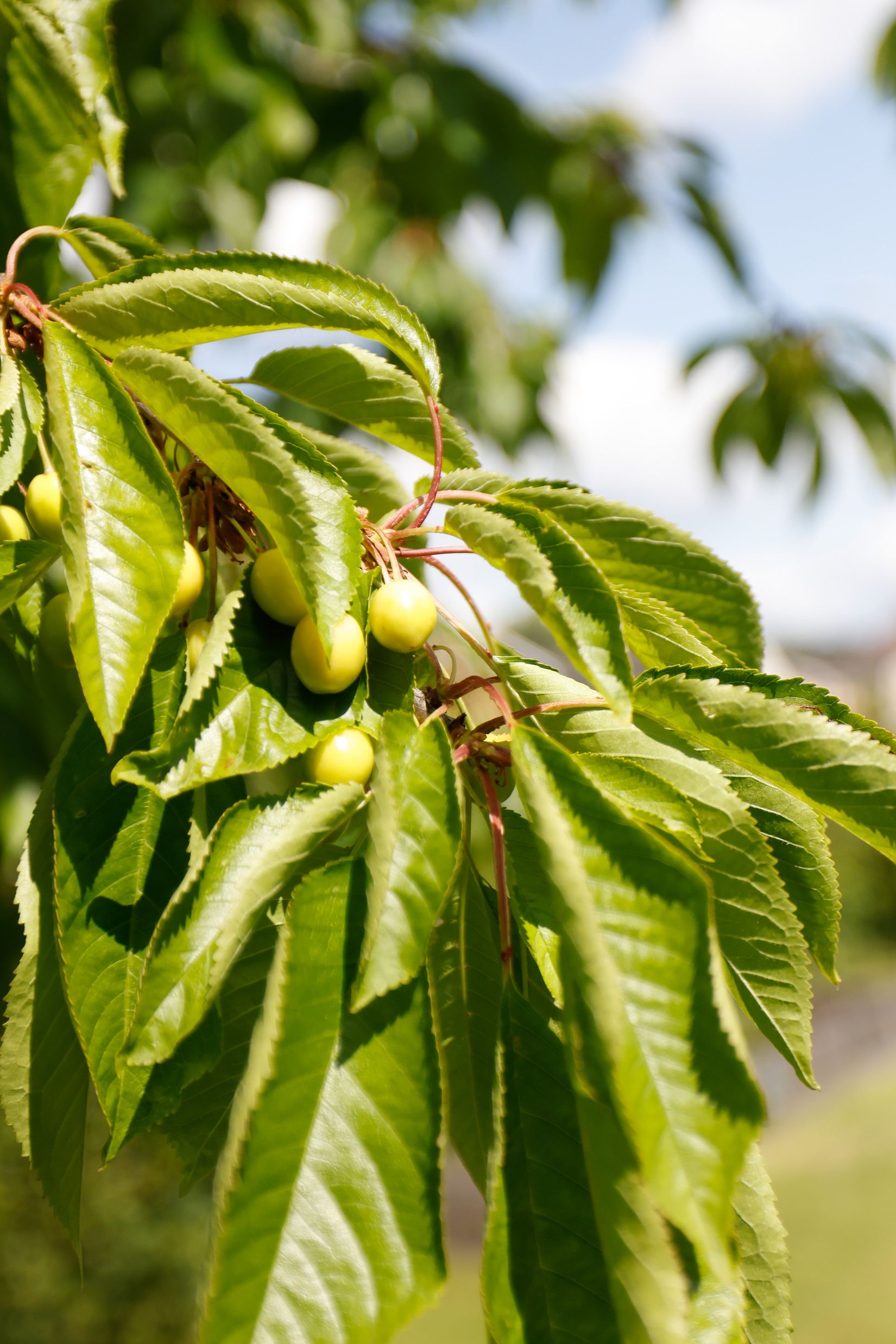 Villa, Allmogegatan 95, Nya Hjärsta, Örebro