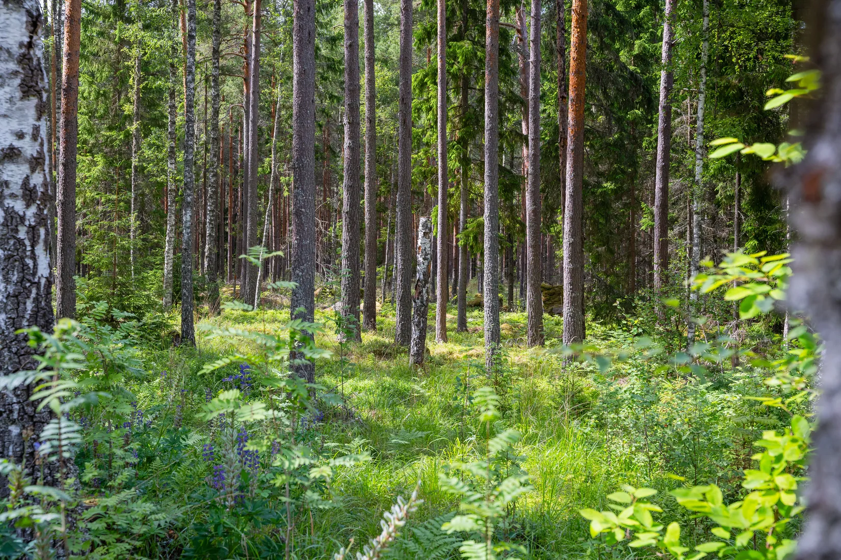 Fritidshus, Andstigen 7, Bränntorp, Finspång