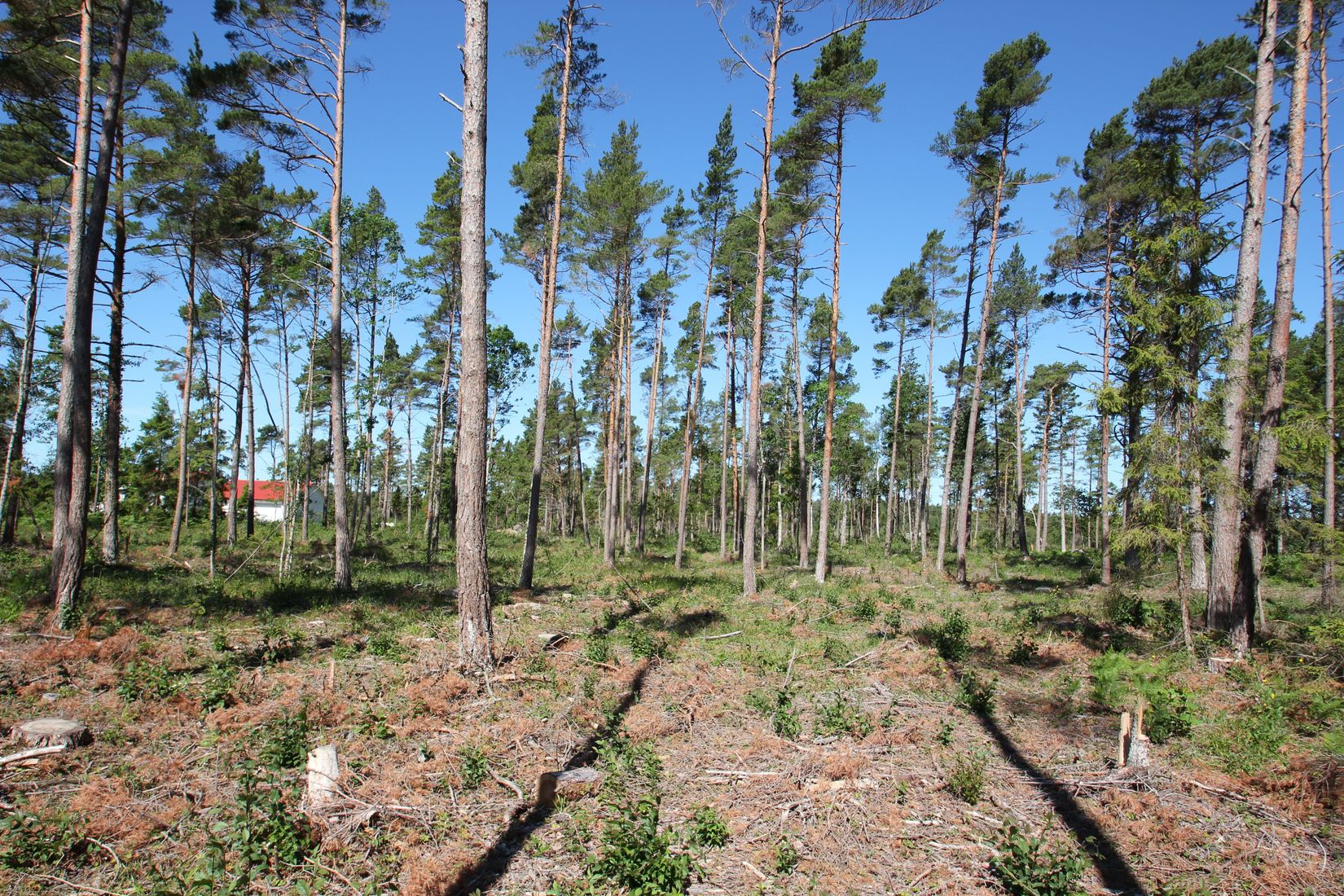 Tomt, Sanda Bjästavs 110, Tomt A, Sanda - Västra Gotland, Gotland