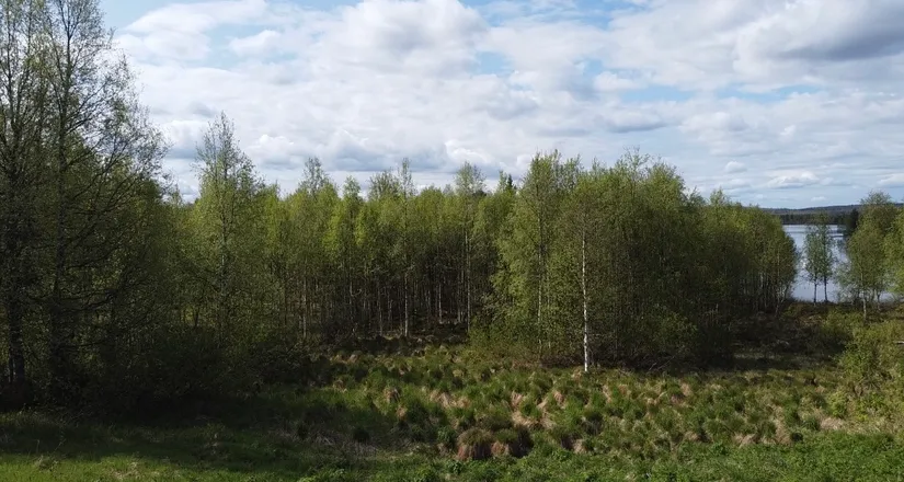 Gård/Skog, Åttonträsk, Åttonträsk, Lycksele