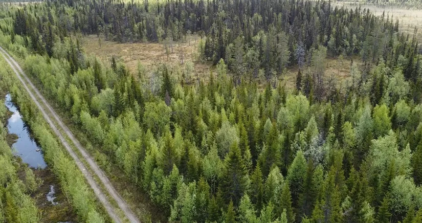 Gård/Skog, Åttonträsk, Åttonträsk, Lycksele