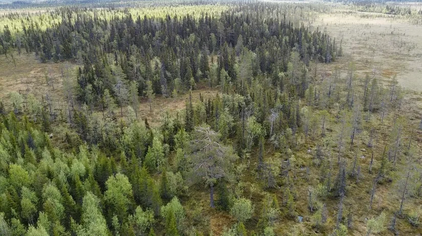 Gård/Skog, Åttonträsk, Åttonträsk, Lycksele