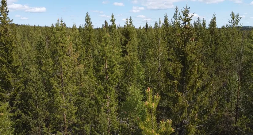 Gård/Skog, Åttonträsk, Åttonträsk, Lycksele