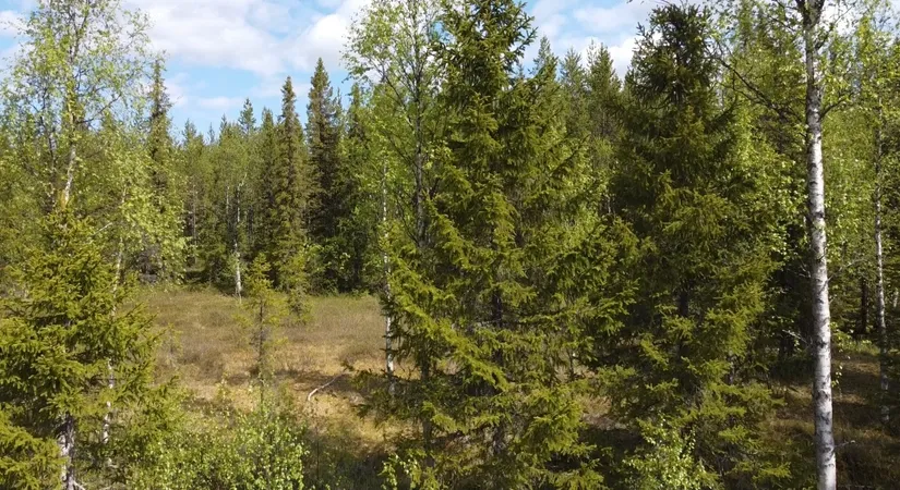 Gård/Skog, Åttonträsk, Åttonträsk, Lycksele