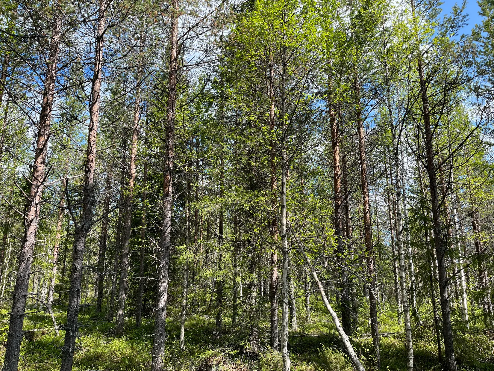 Gård/Skog, Åttonträsk, Åttonträsk, Lycksele