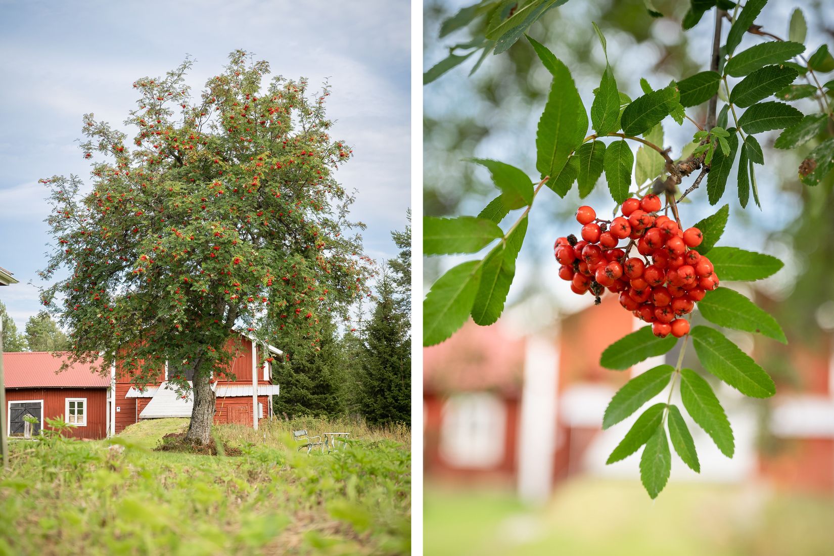 Gård/Skog, Råsjö 126, Ånge