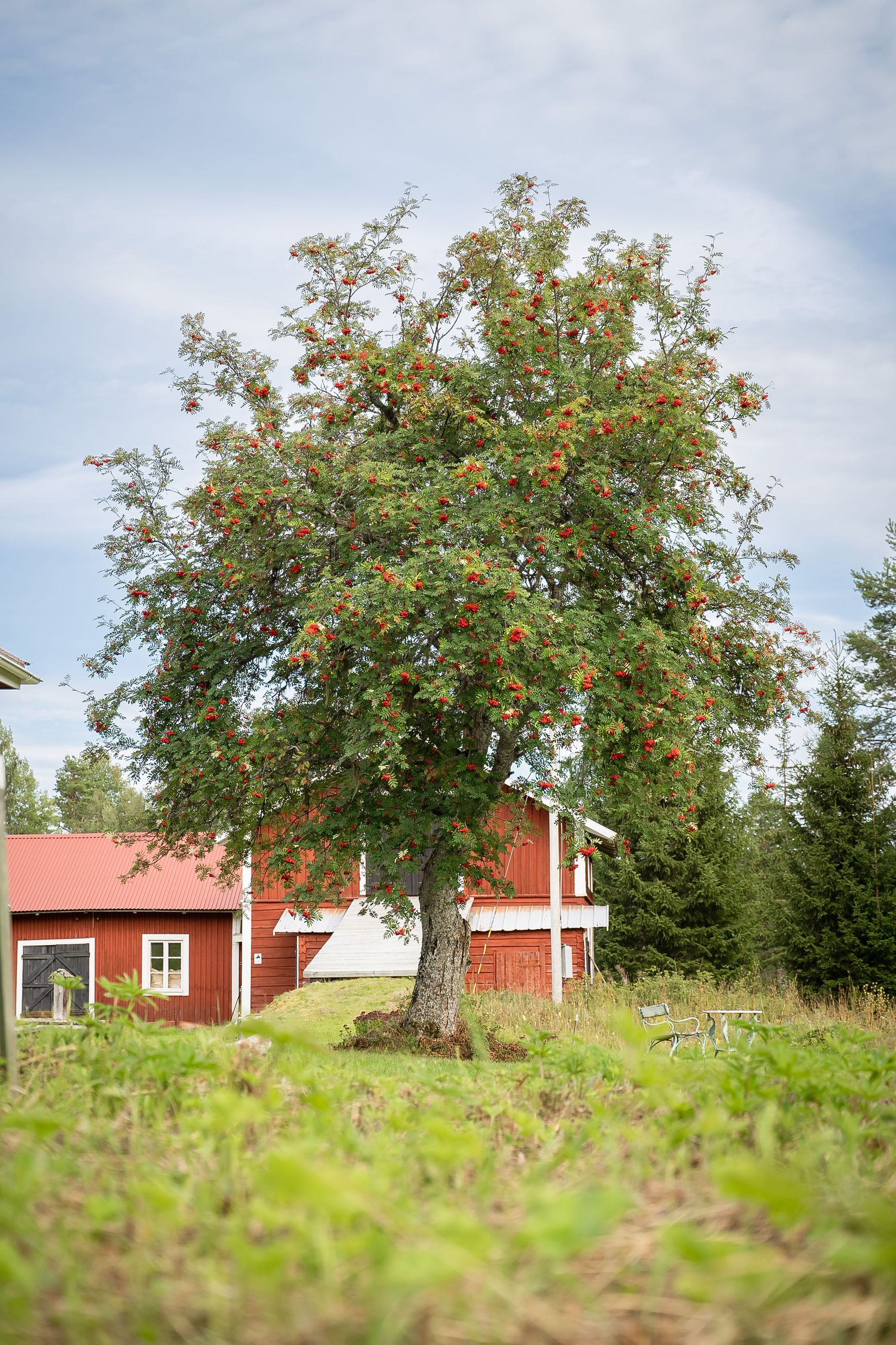 Gård/Skog, Råsjö 126, Ånge