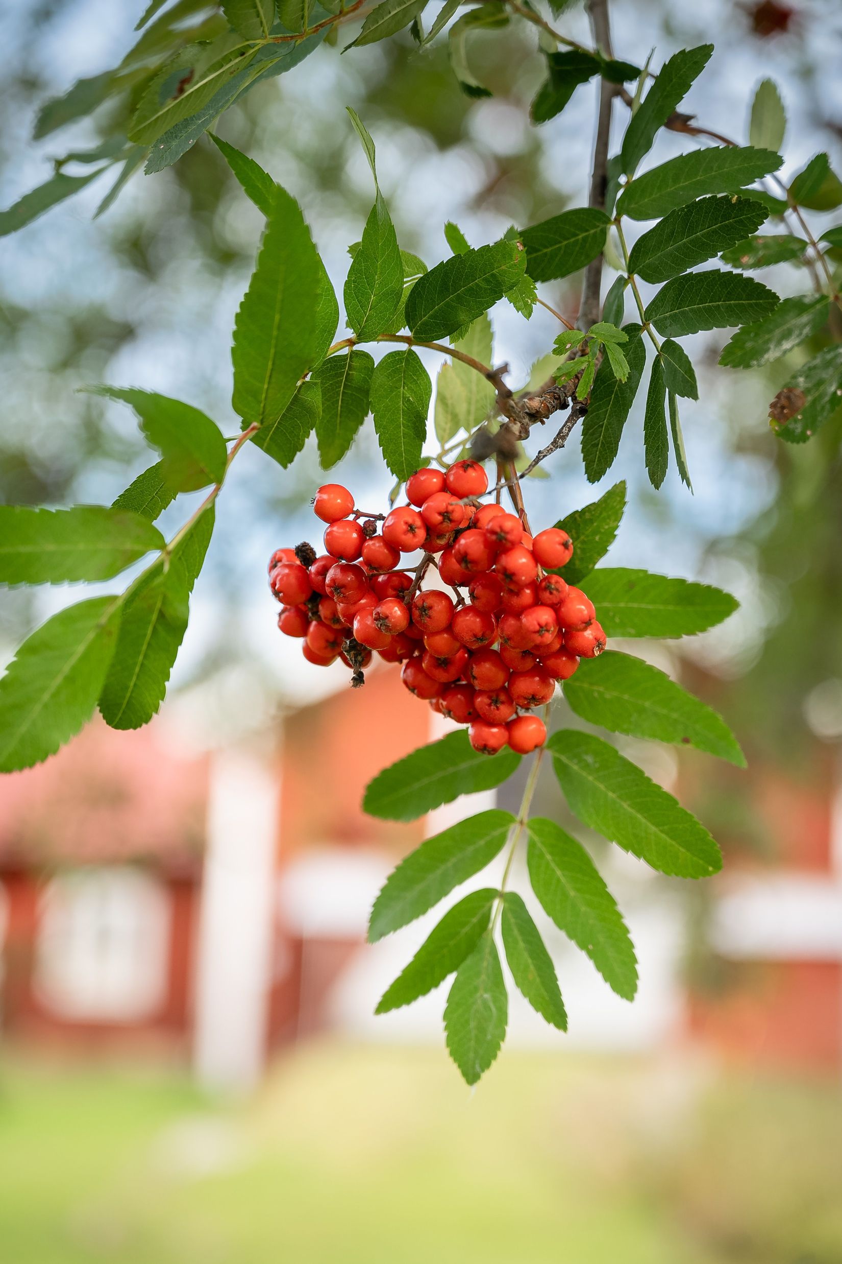Gård/Skog, Råsjö 126, Ånge
