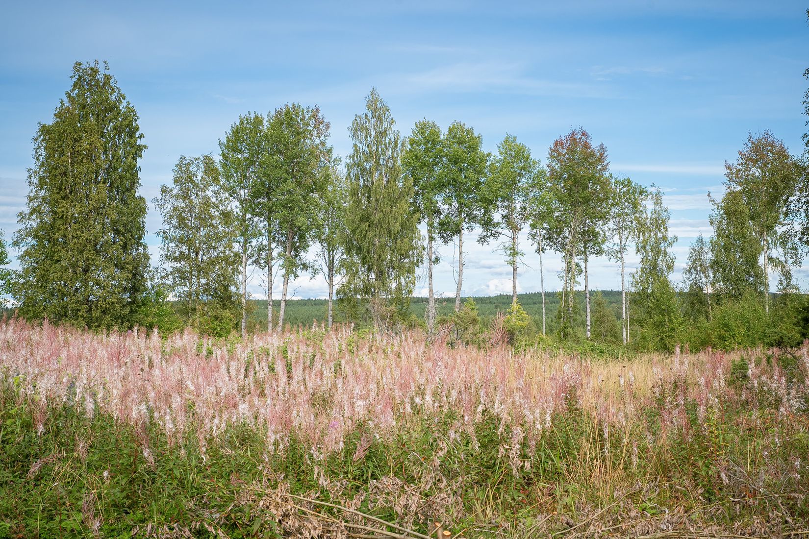 Gård/Skog, Råsjö 126, Ånge