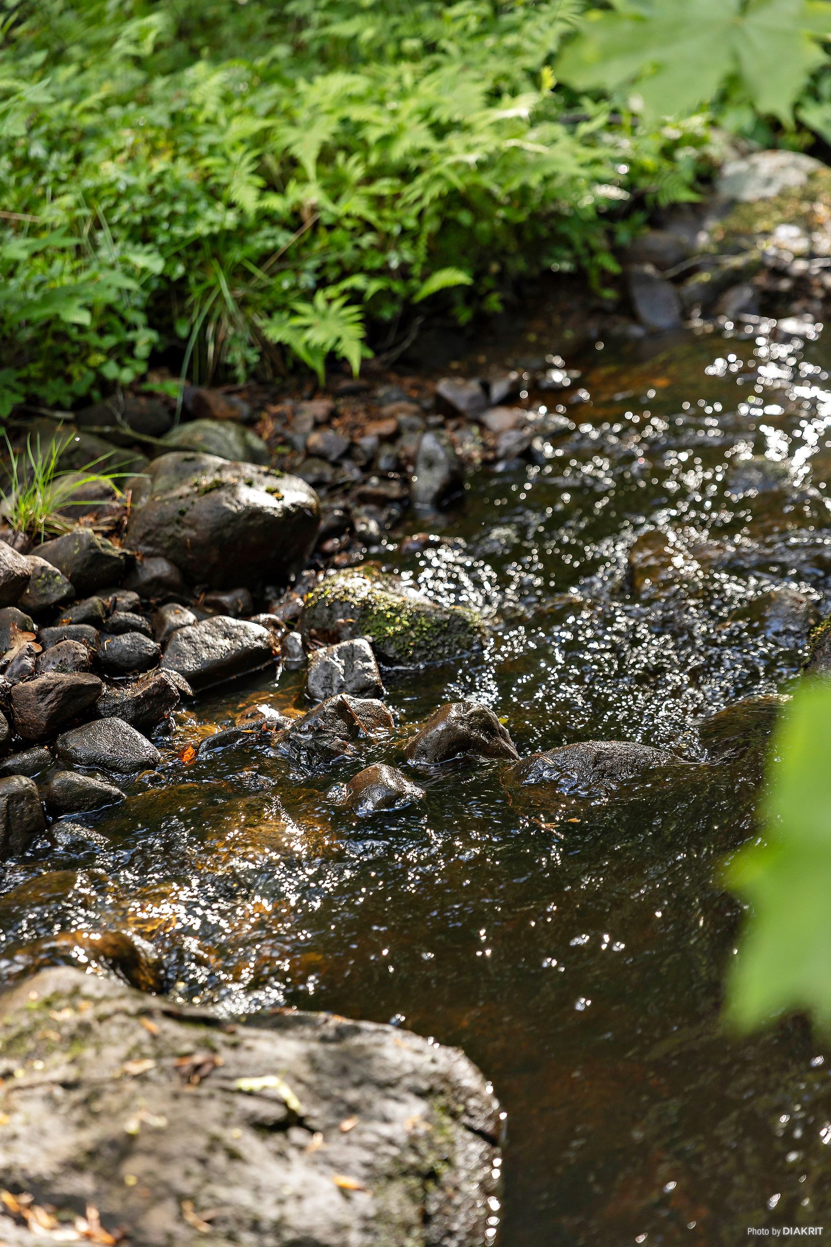 Gård/Skog, Östra Ringarp 12:16, Örkelljunga