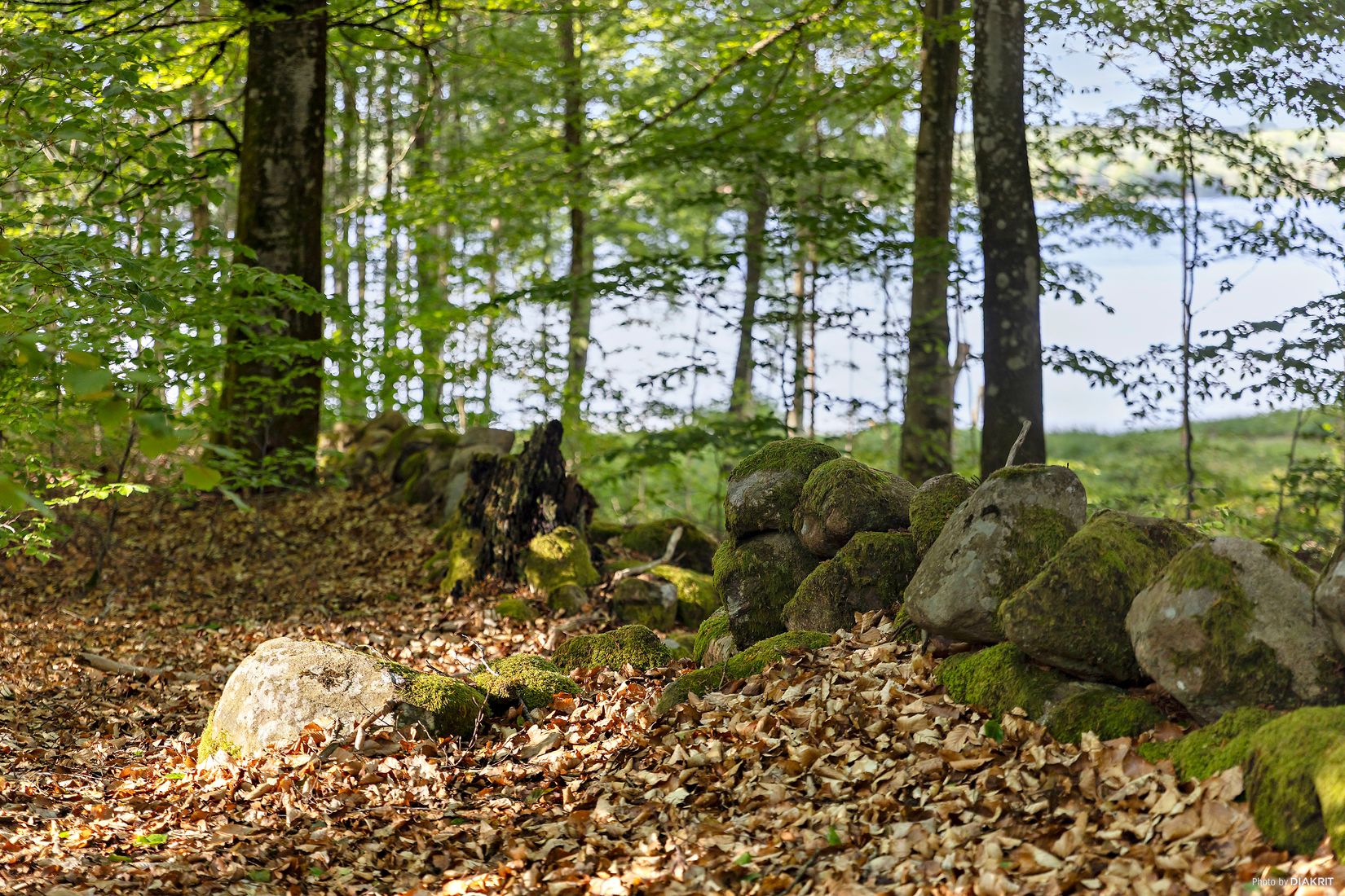 Gård/Skog, Östra Ringarp 12:16, Örkelljunga