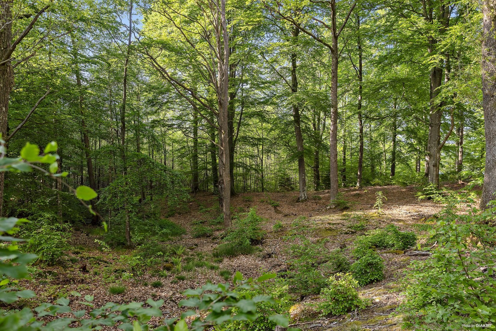 Gård/Skog, Östra Ringarp 12:16, Örkelljunga