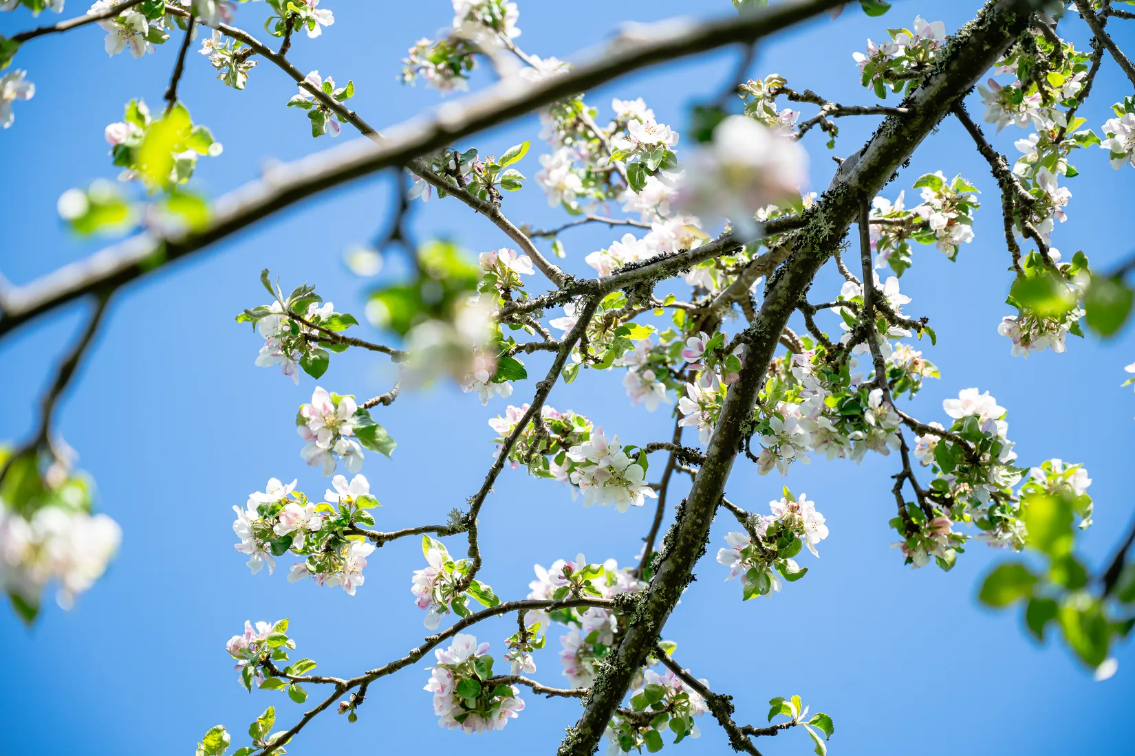 Gård/Skog, Sigridsberg 1, Ljusterö-Östra Lagnö, Österåker