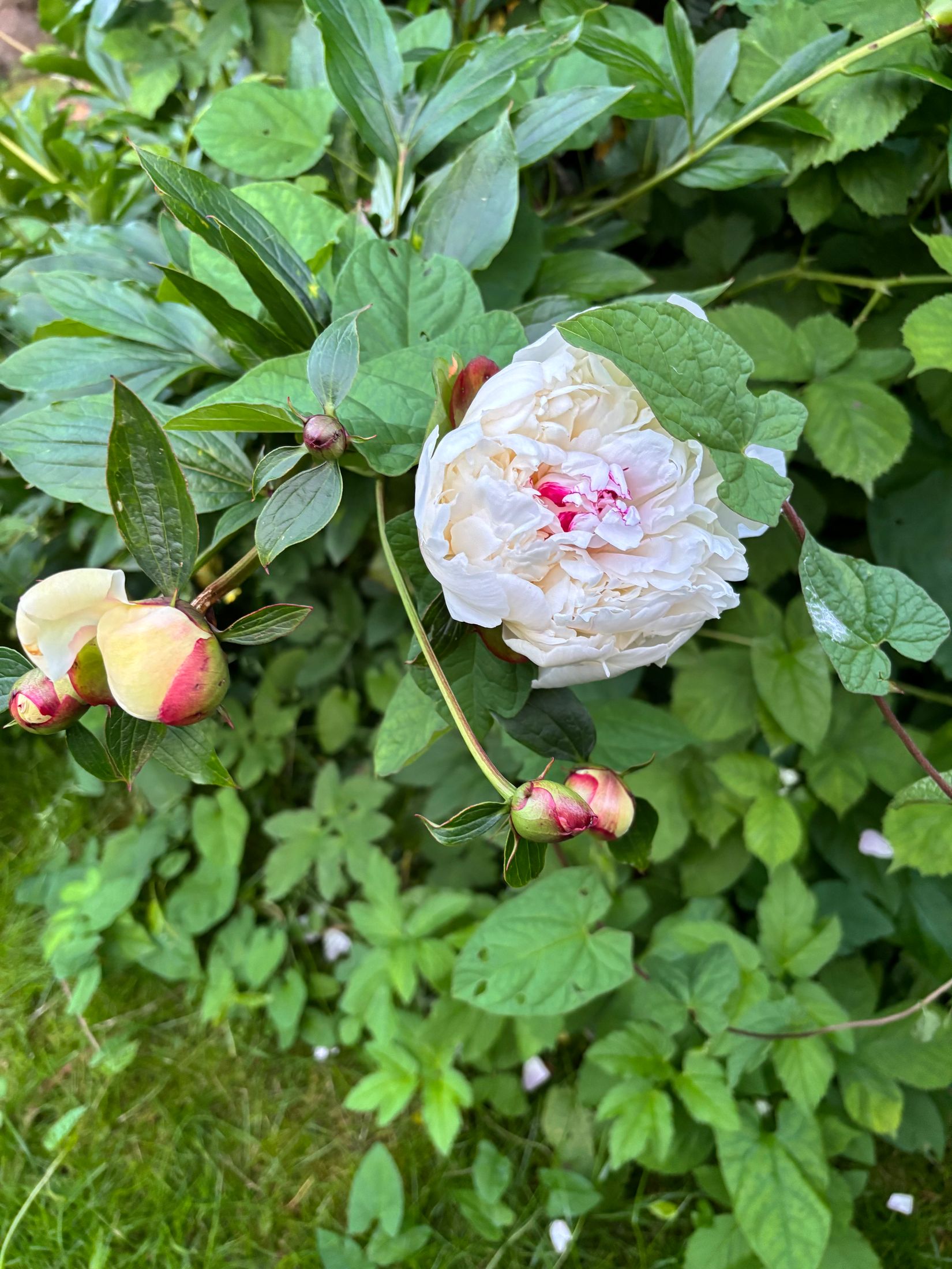 Villa, Västra Storgatan 33, Rydsgård, Skurup