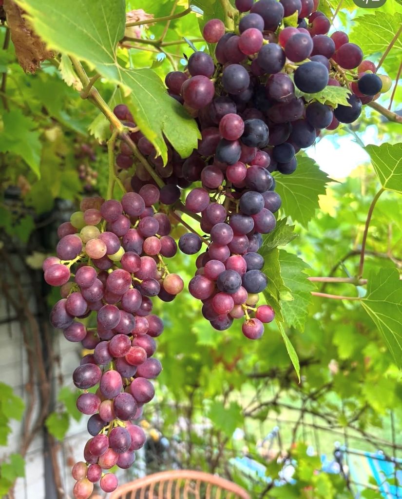 Villa, Västra Storgatan 33, Rydsgård, Skurup