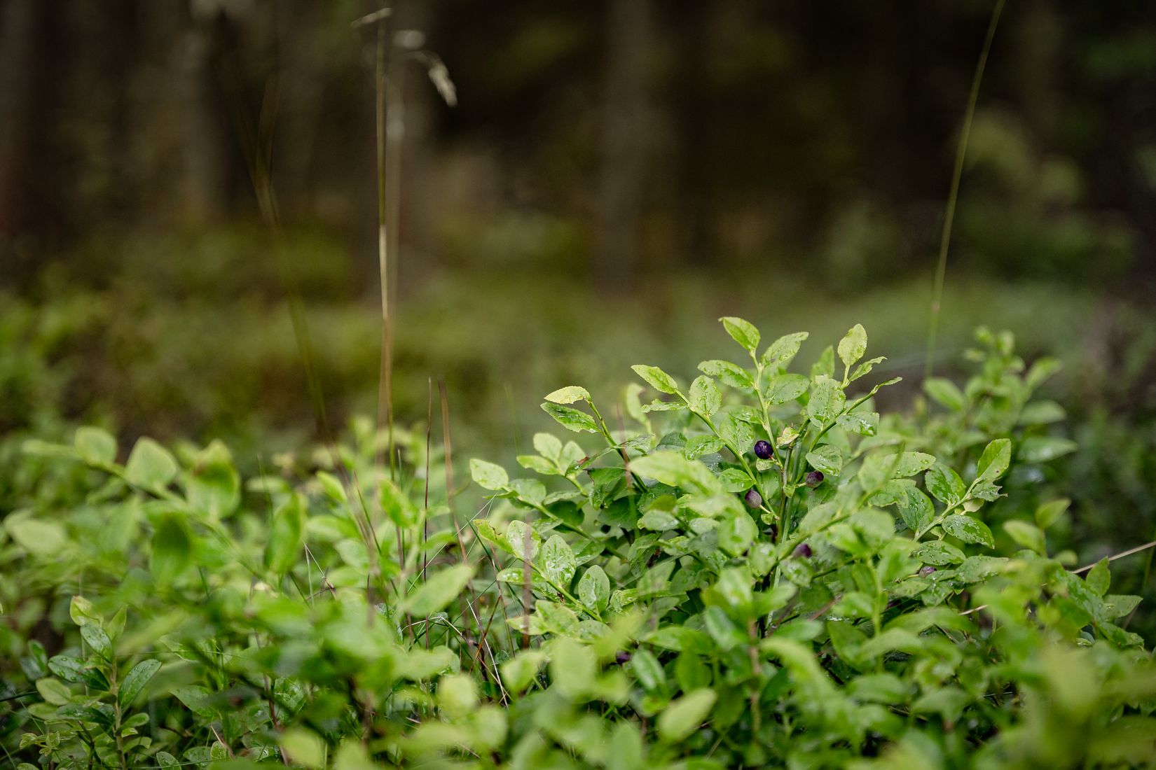 Tomt, Rud Laxdalen 508, Rud Laxdalen, Hammarö
