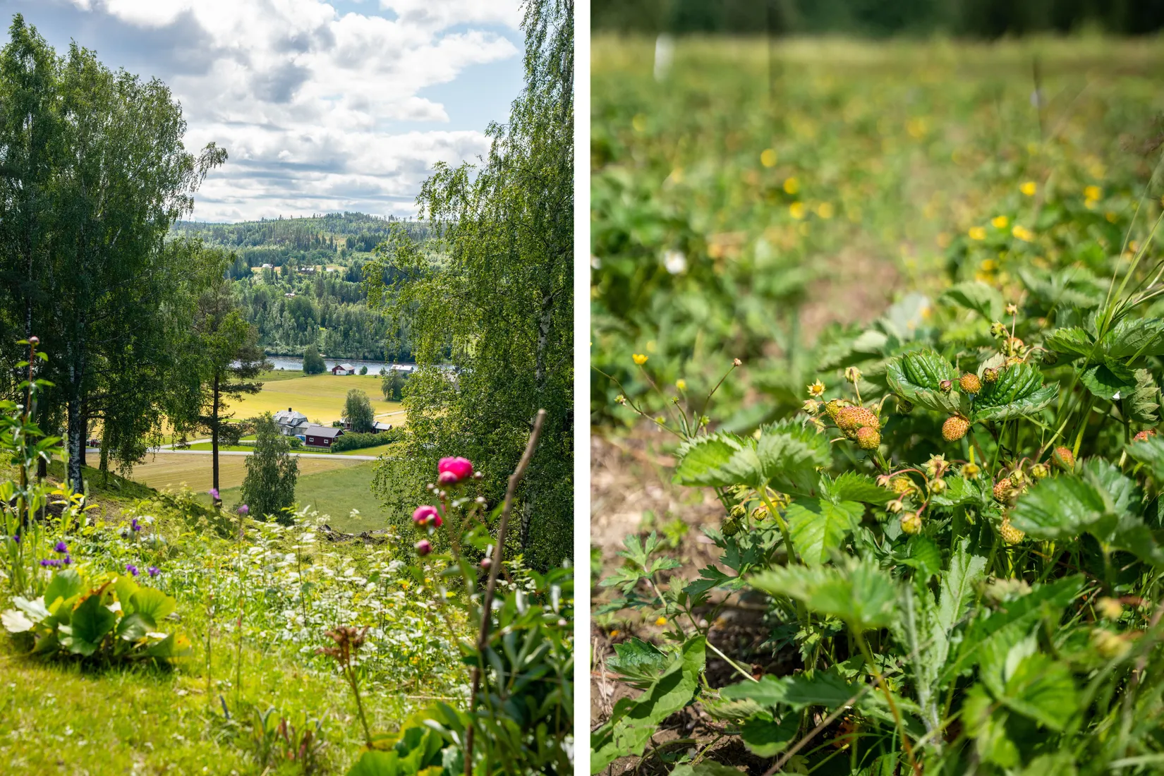 Gård/Skog, Höven 125, Sollefteå
