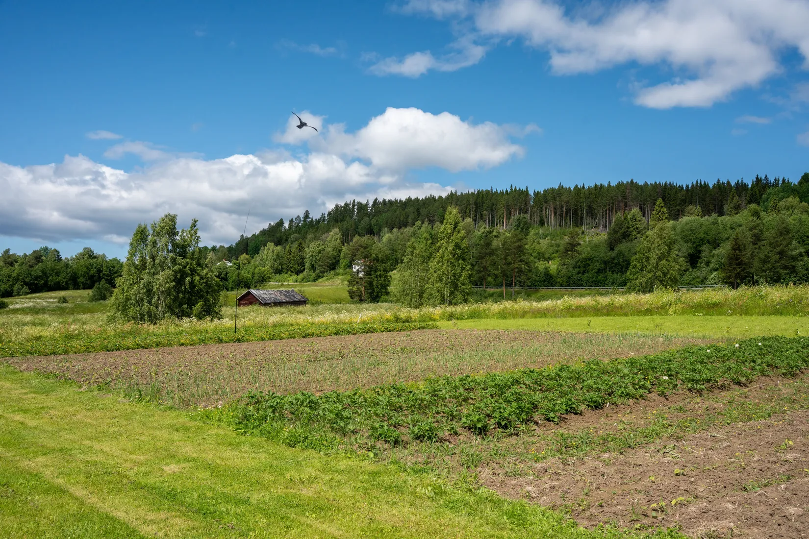Gård/Skog, Höven 125, Sollefteå
