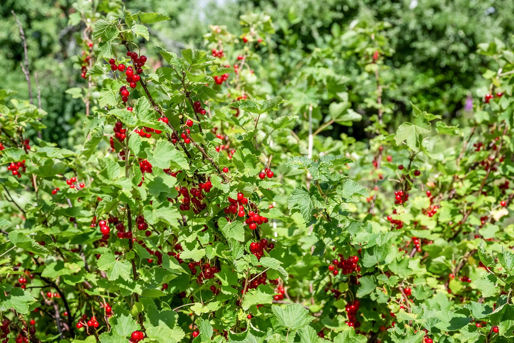 Villa, Bråbogatan 26, Beckershov - Röda Stan, Norrköping