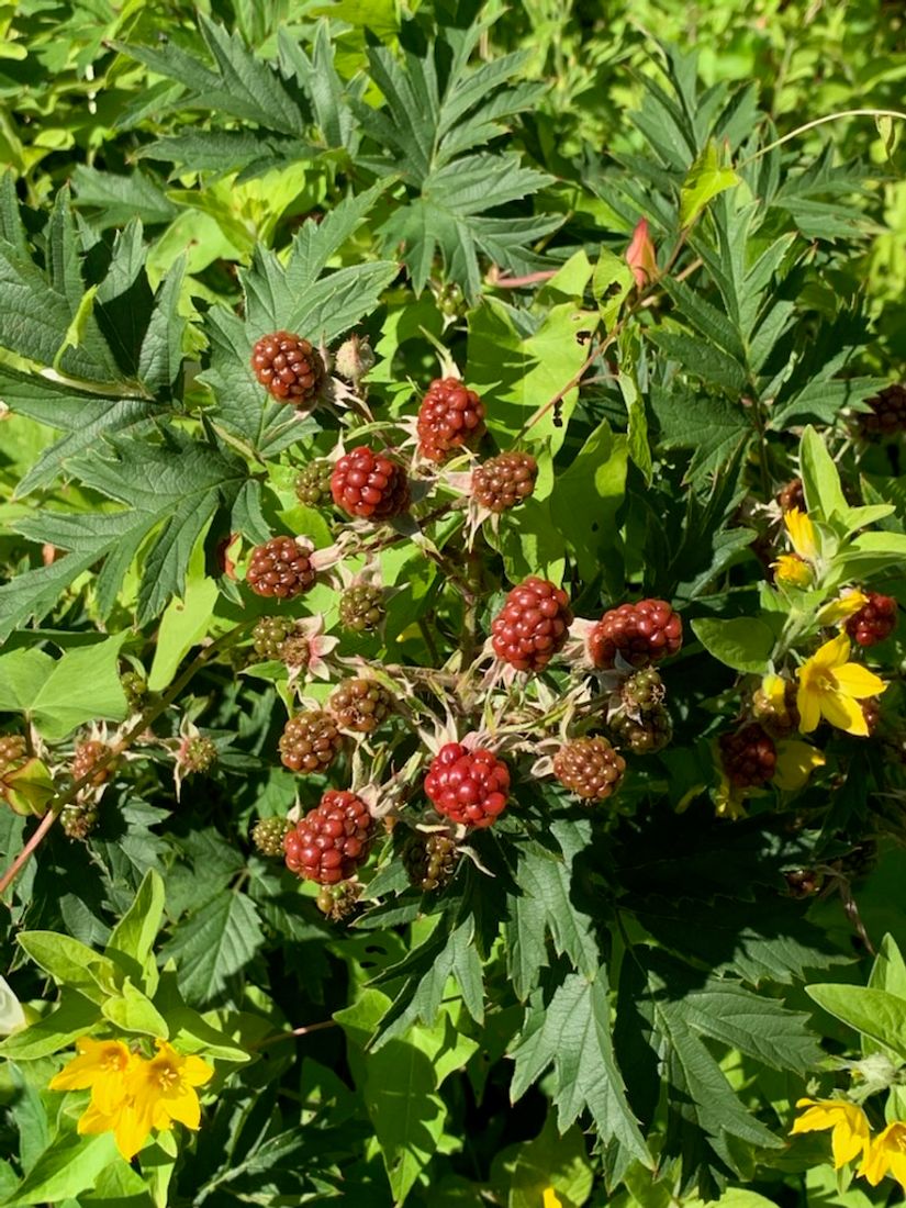 Villa, Verkstadsvägen 137, Motala Verkstadsområdet, Motala