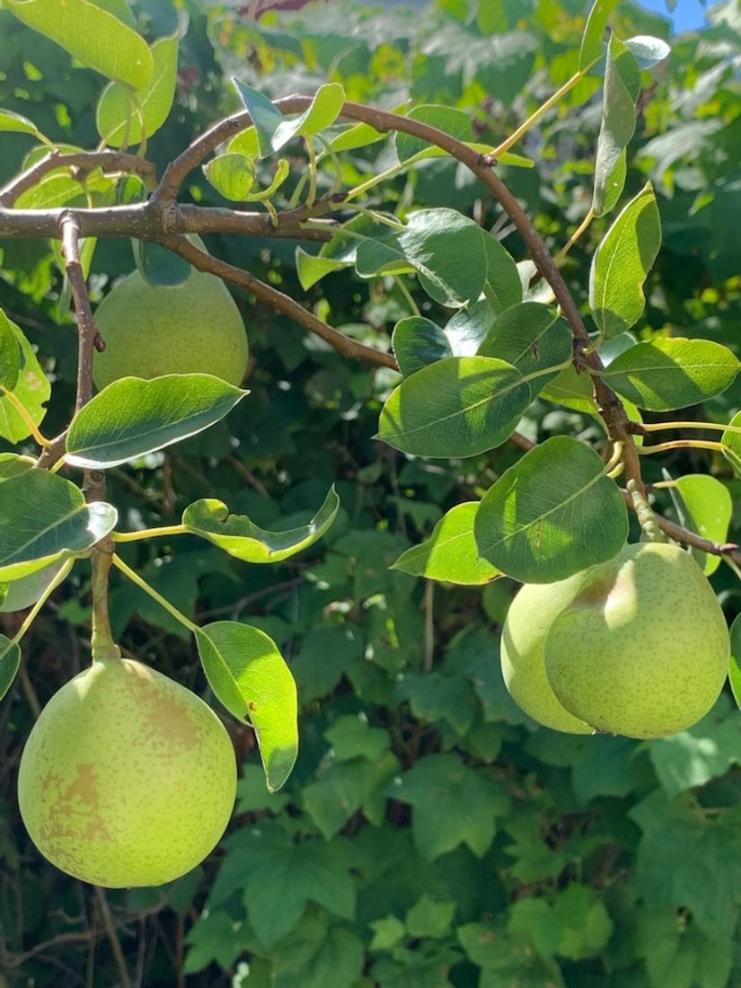 Villa, Verkstadsvägen 137, Motala Verkstadsområdet, Motala