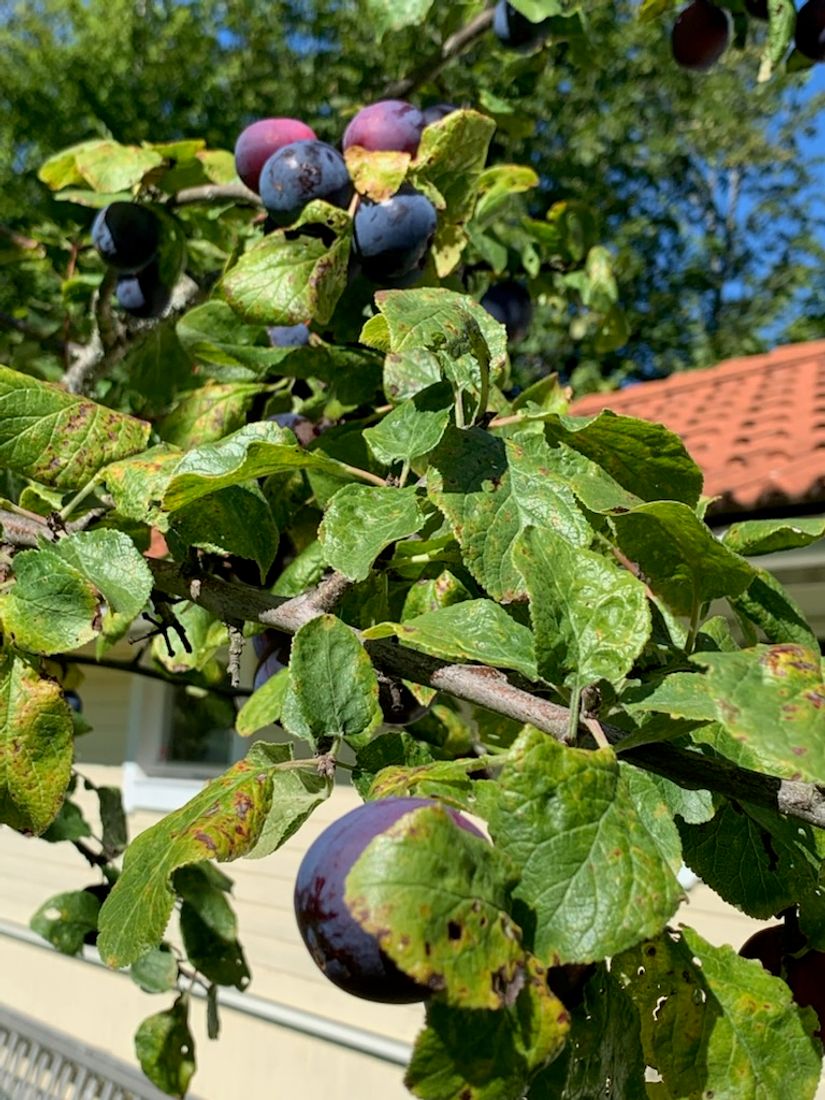 Villa, Verkstadsvägen 137, Motala Verkstadsområdet, Motala