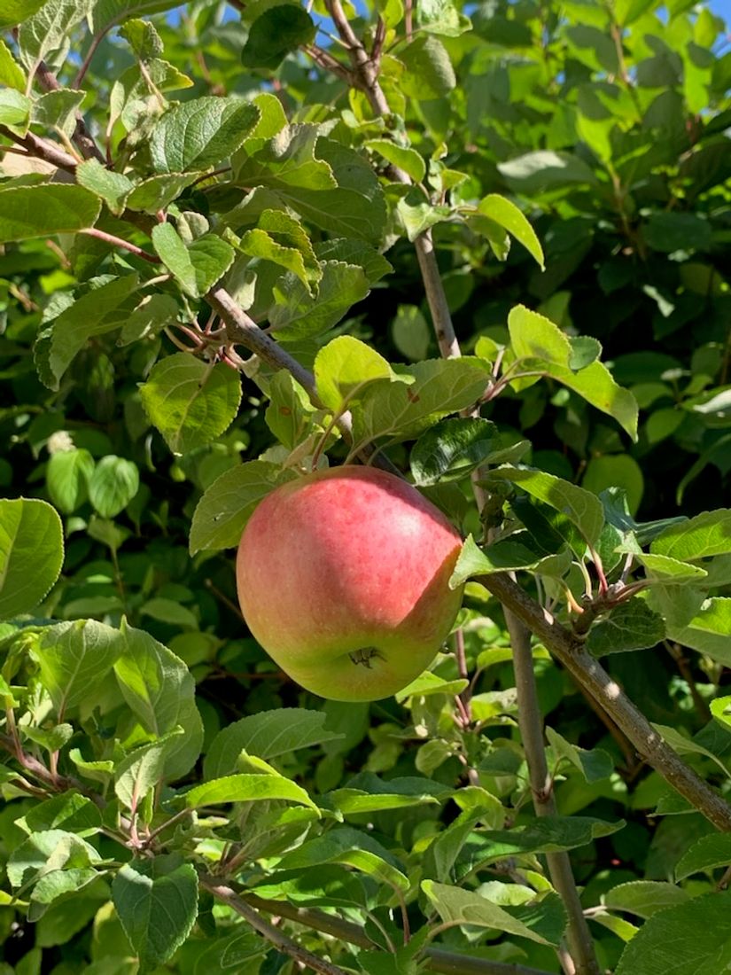 Villa, Verkstadsvägen 137, Motala Verkstadsområdet, Motala