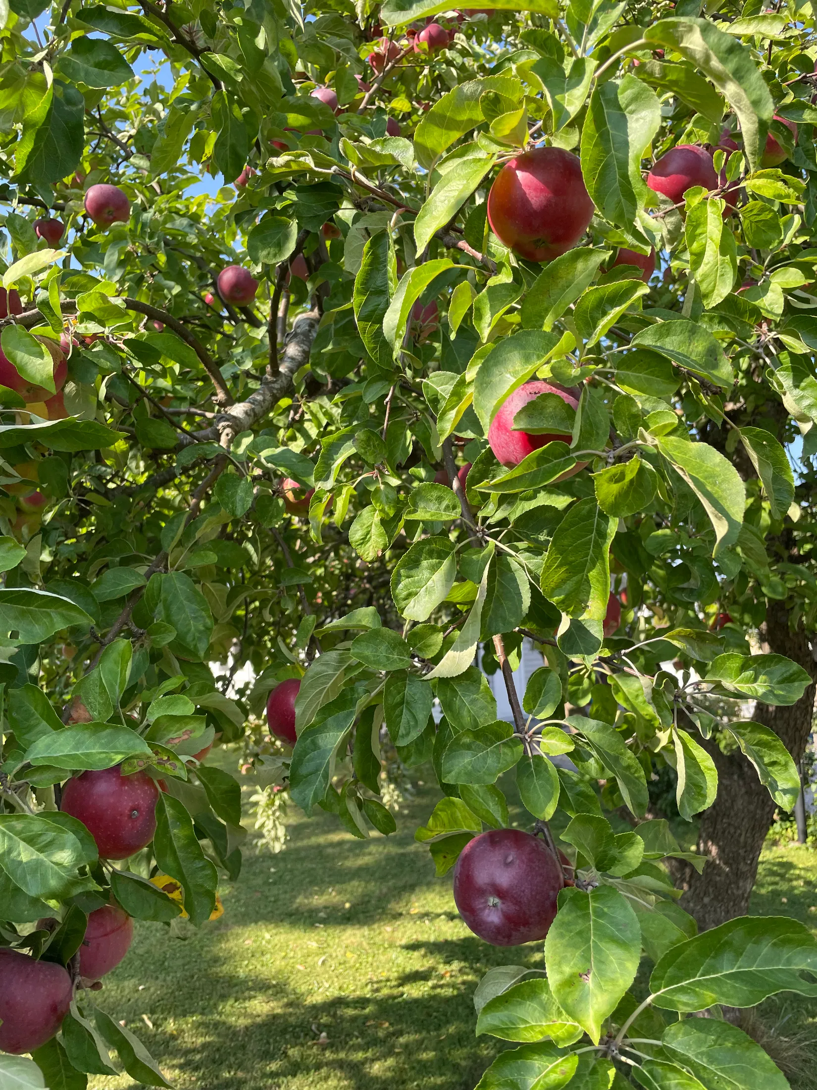 Villa, Torsgatan 3, Centralt, Norrtälje