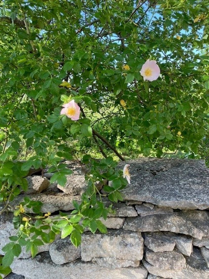 Villa, Hall Hägvards 139, Hall - Norra Gotland, Gotland