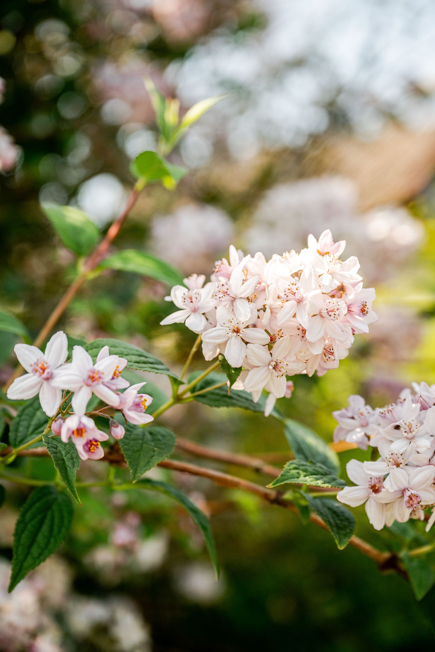 Villa, Åkervägen 5, Tormestorp, Hässleholm