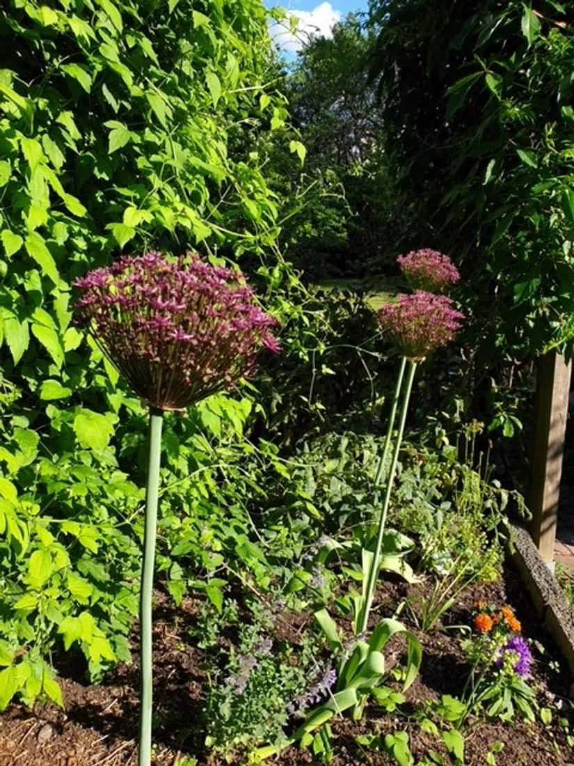 Villa, Burschstigen 7, Ella Gård, Täby