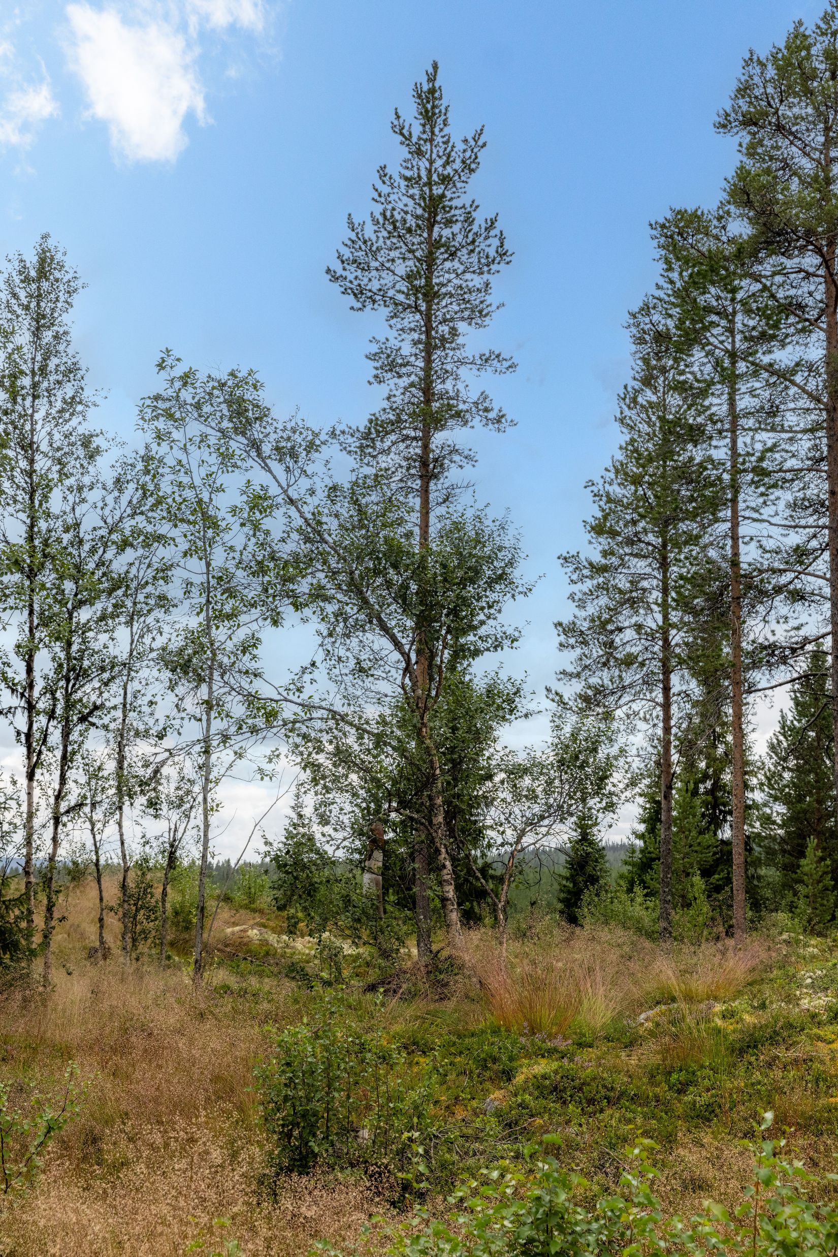 Tomt, Landet Furuvägen 5, Lofsdalen - Landet, Härjedalen