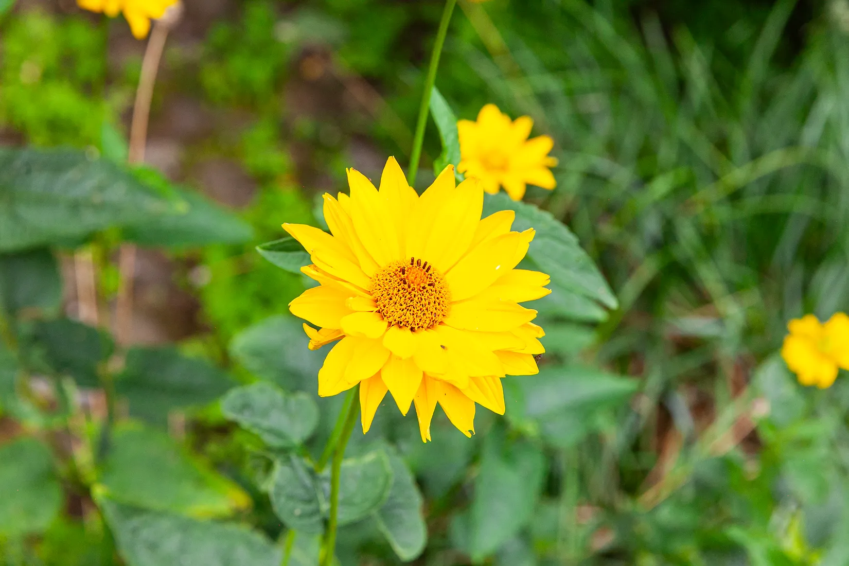 Villa, Pumpgatan 19, Höganäs