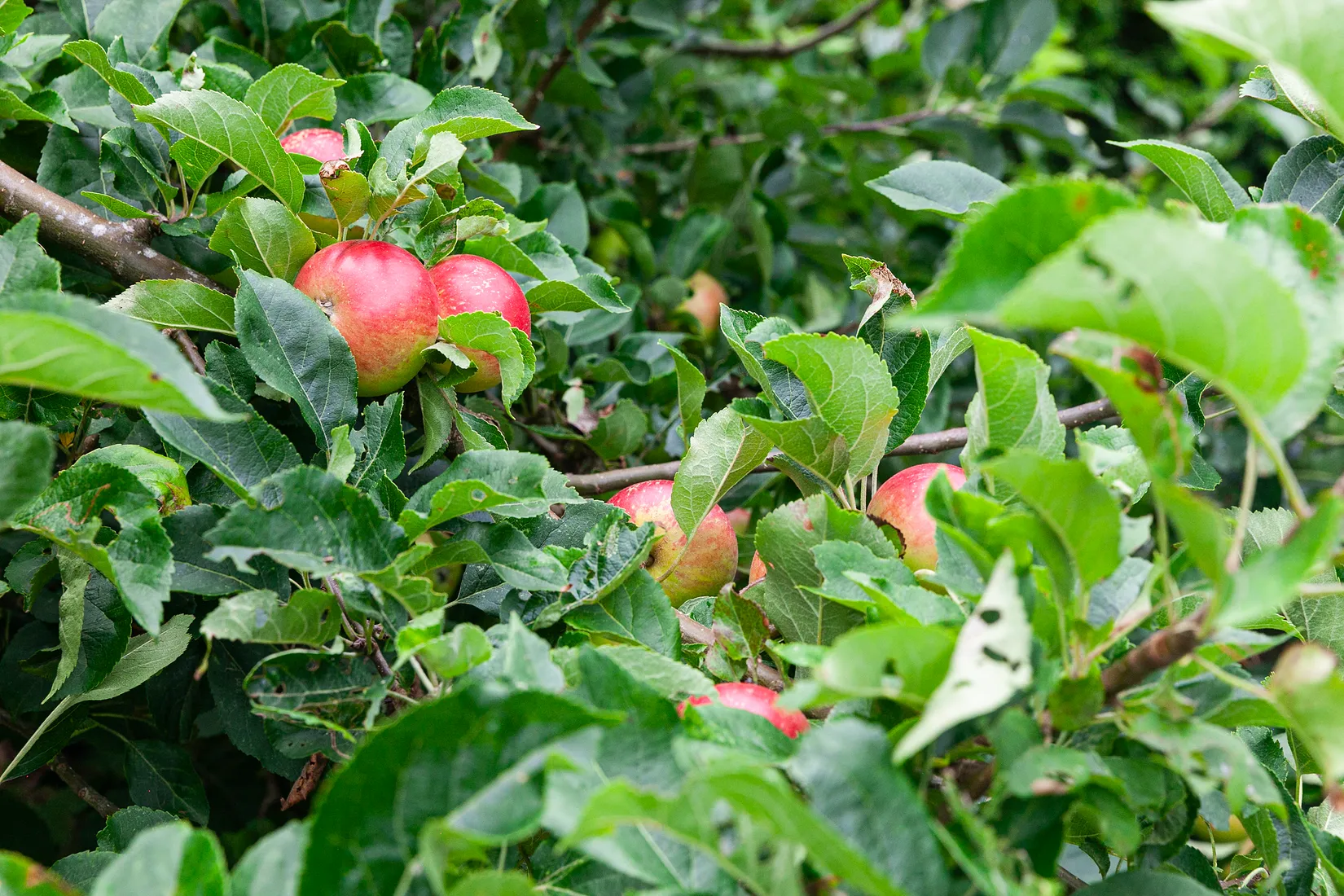 Villa, Pumpgatan 19, Höganäs