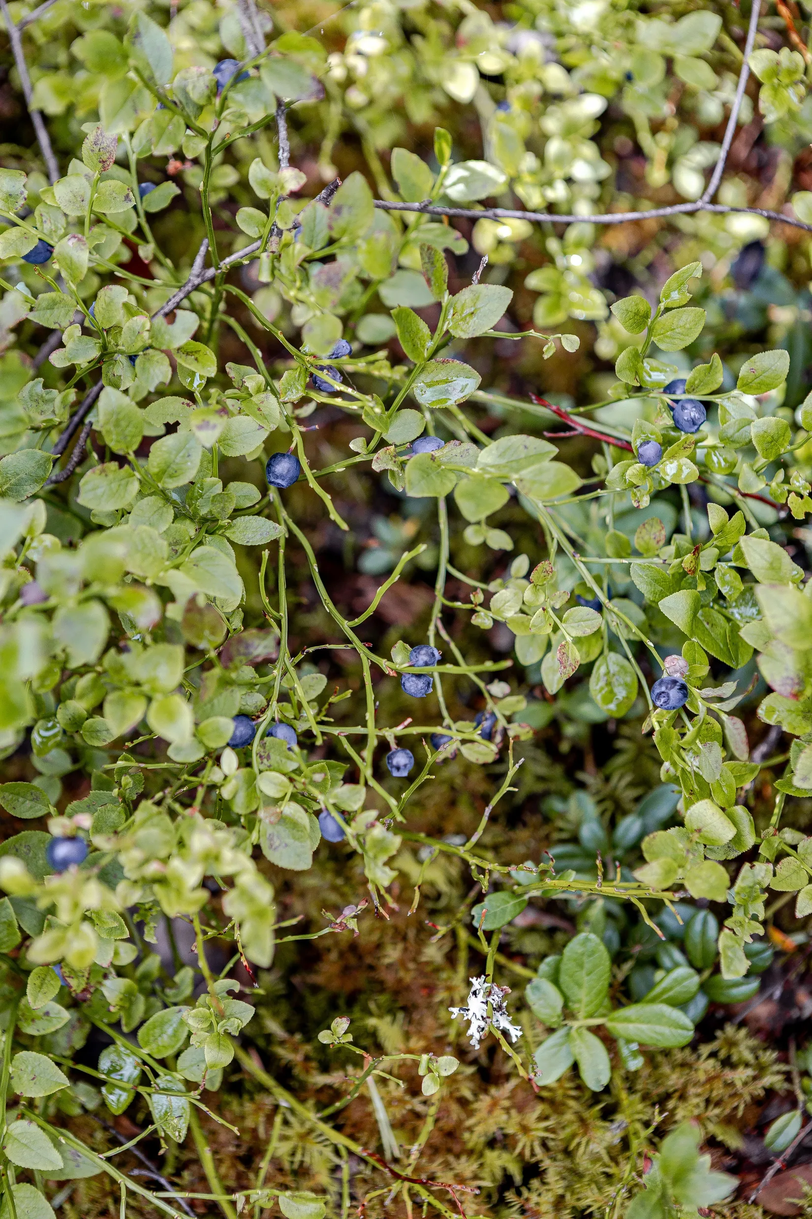 Fritidshus, Fonsnäs 7, Sundborn, Falun